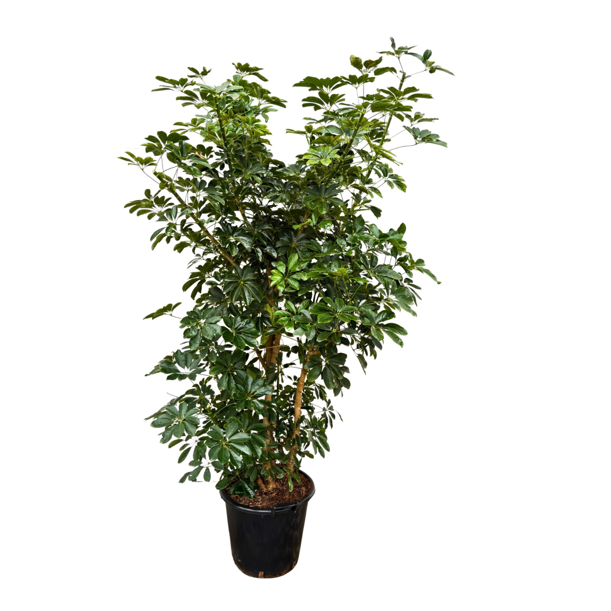 Schefflera Arboricola vertakt - 225cm, D 40 cm