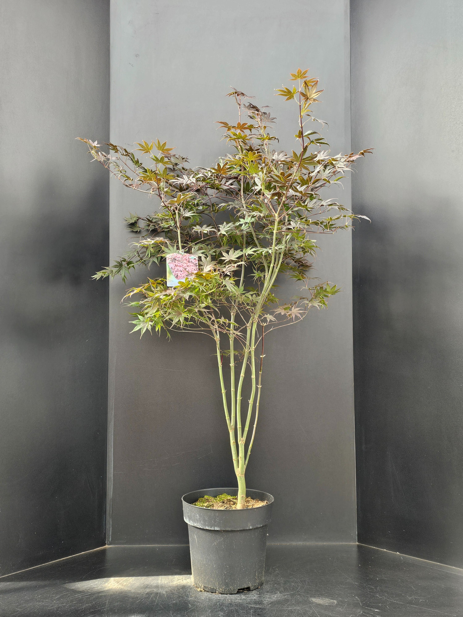 Acer palmatum Bloodgood, D 29 cm