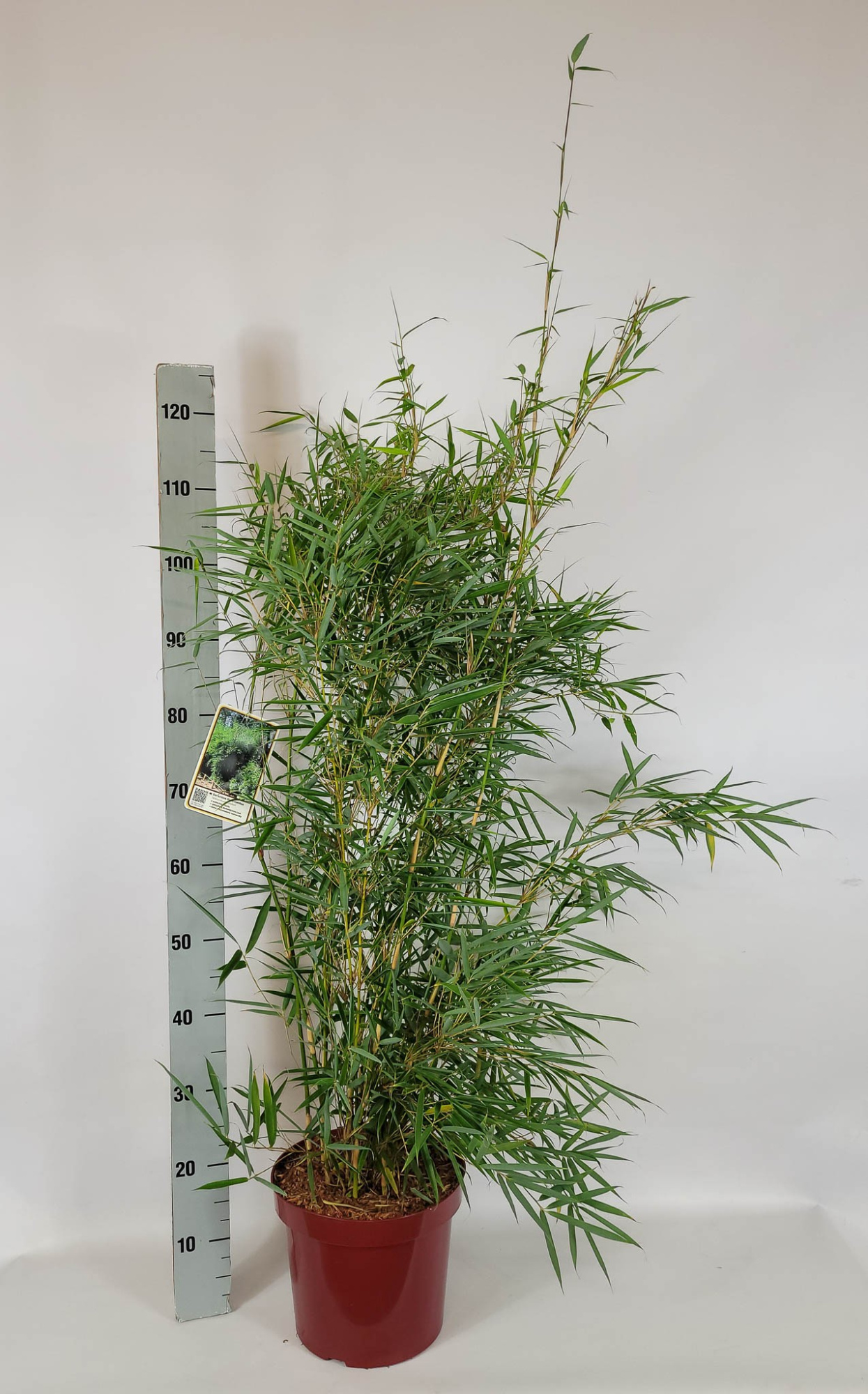 Fargesia robusta 'Campbell' C7,5 80-100, D 26 cm