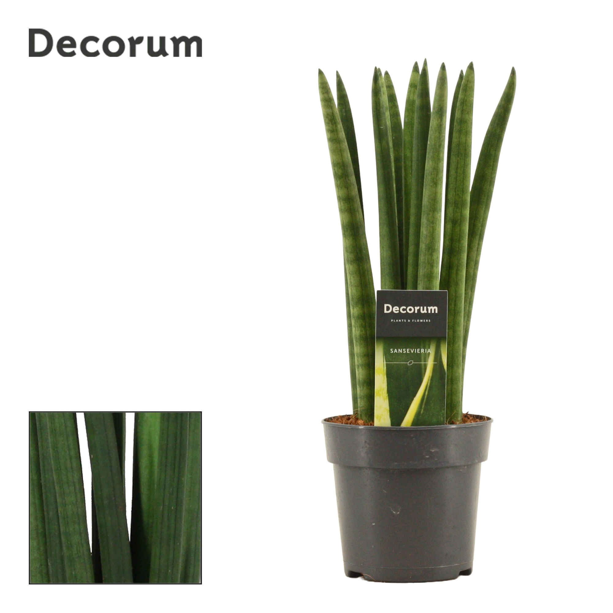 Sansevieria Cylindrica 12 cm Straight (Decorum), D 12