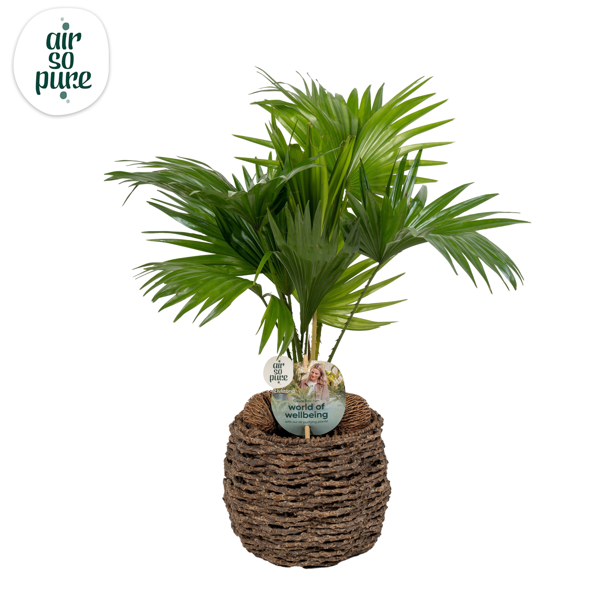 Livistona in gevlochten caryota pot ASPD etiket Air So Pure, D 19 cm