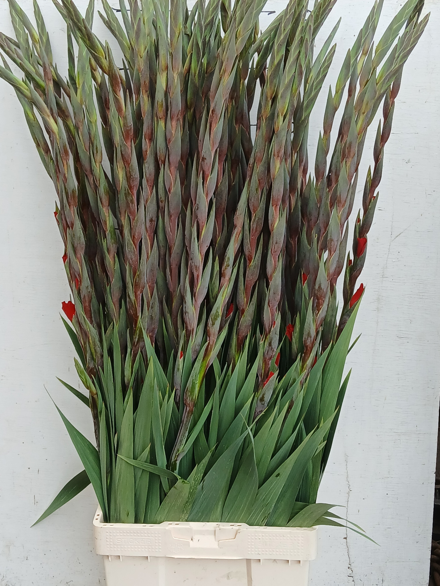 Гладиолус Костелло 120, шт.