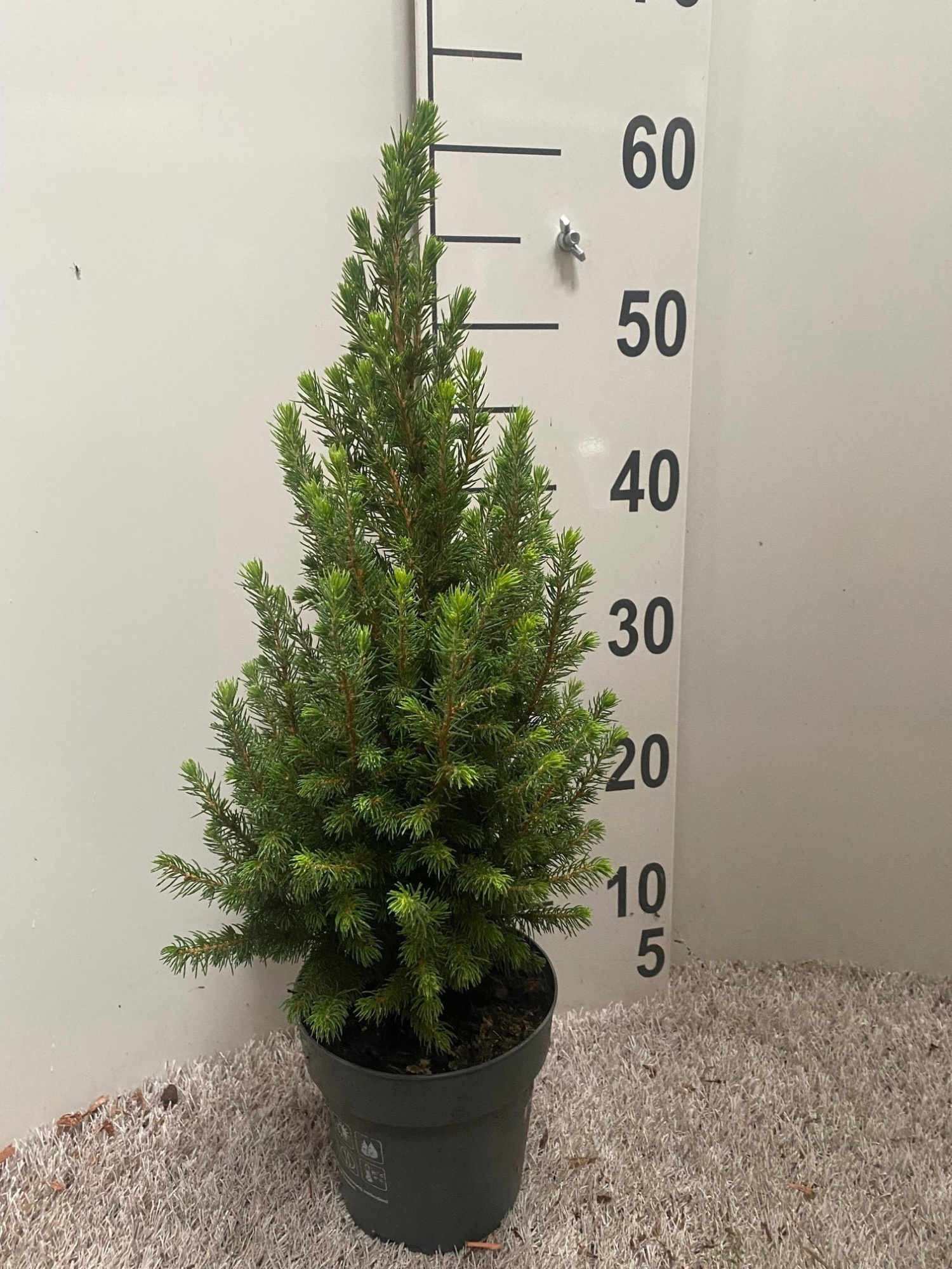 Pivea G Perfecta, D 15 cm