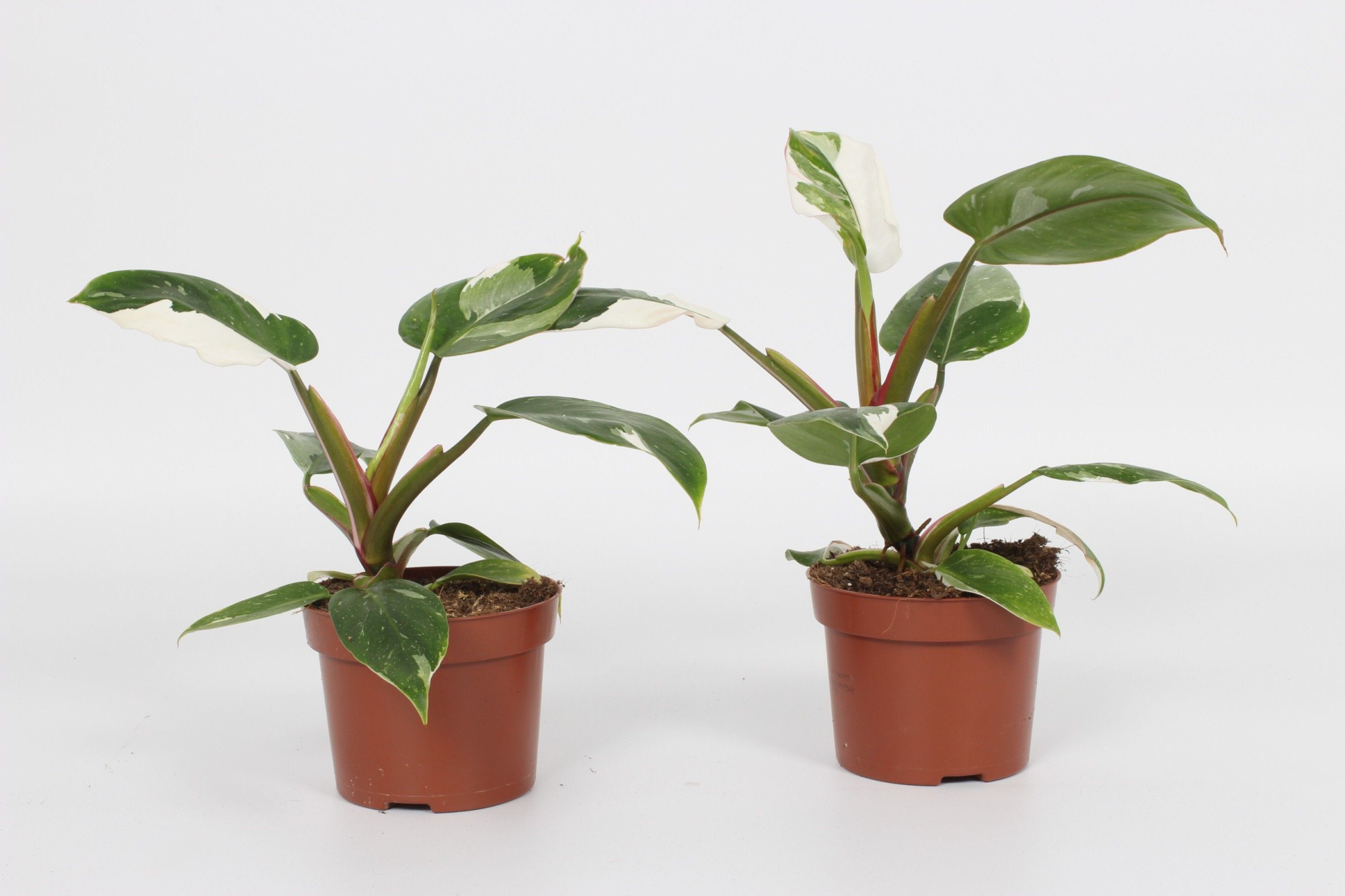 Philodendron White Princess 12cm, D 12 cm
