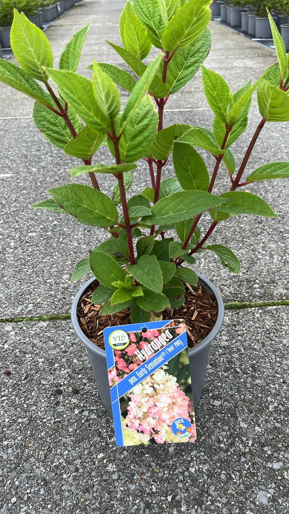 Hydrangea pan. Early Sensation ('Bulk'PBR), D 19 cm