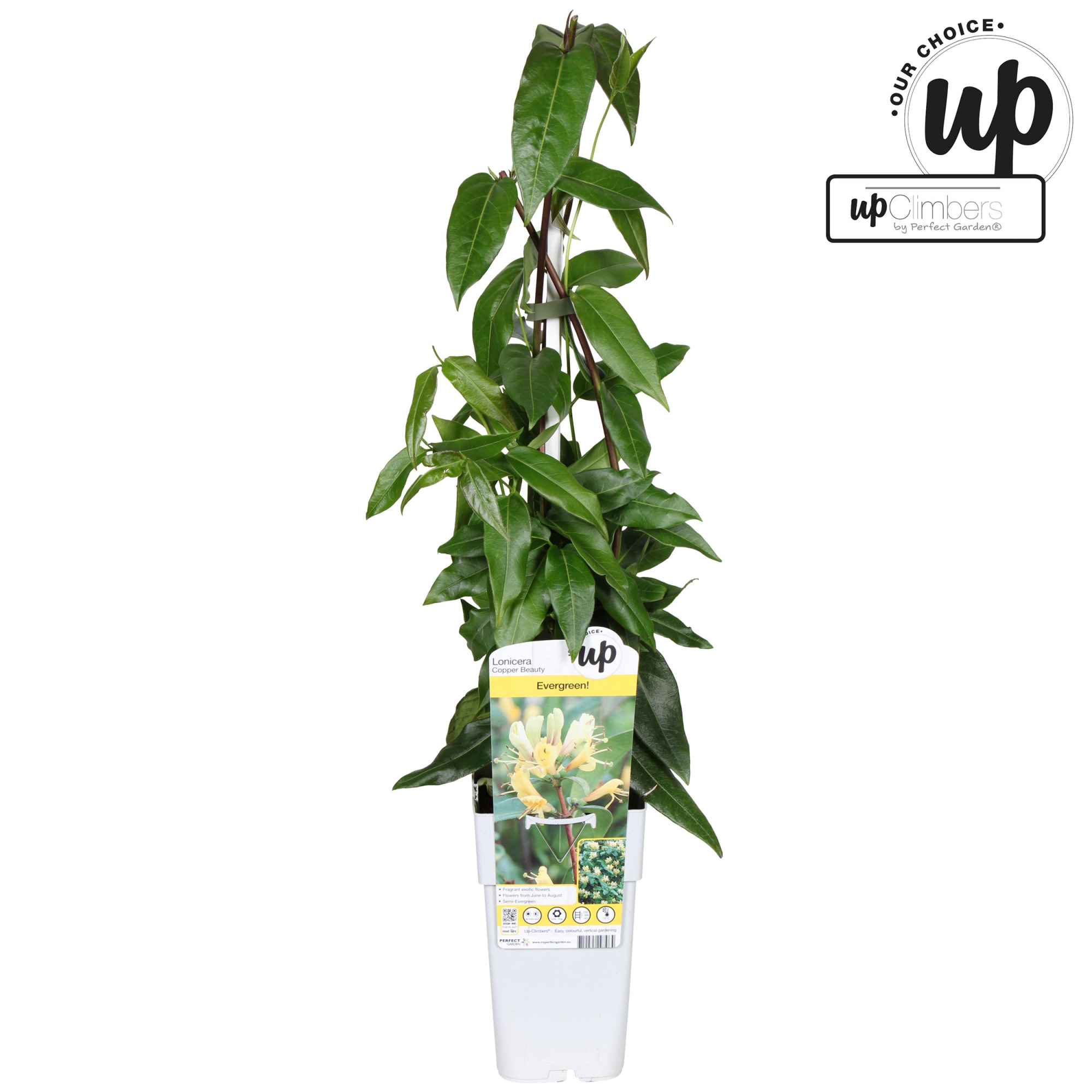 Lonicera henryi Copper Beauty P15, D 15 cm