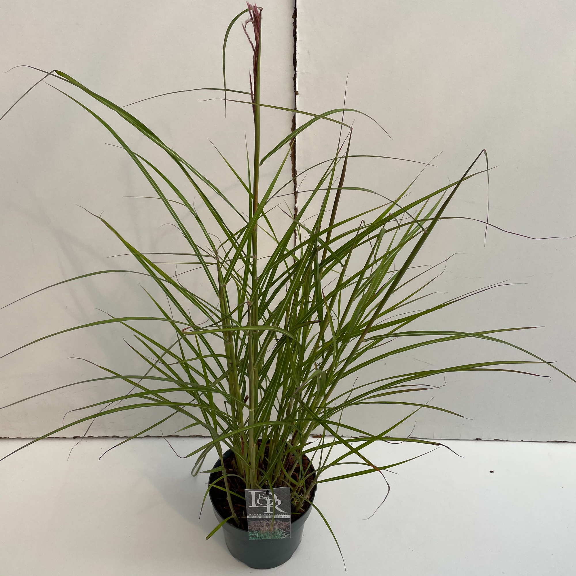 Miscanthus 'Ferner Osten', D 19 cm