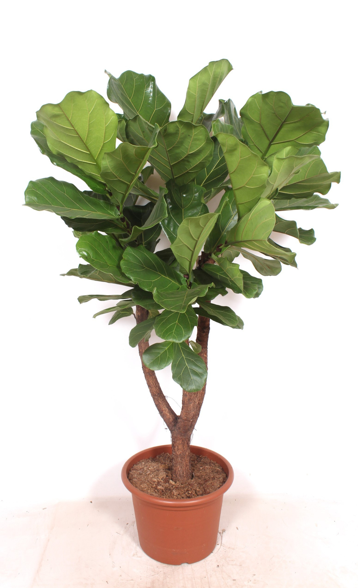 Ficus lyrata, D 40 cm