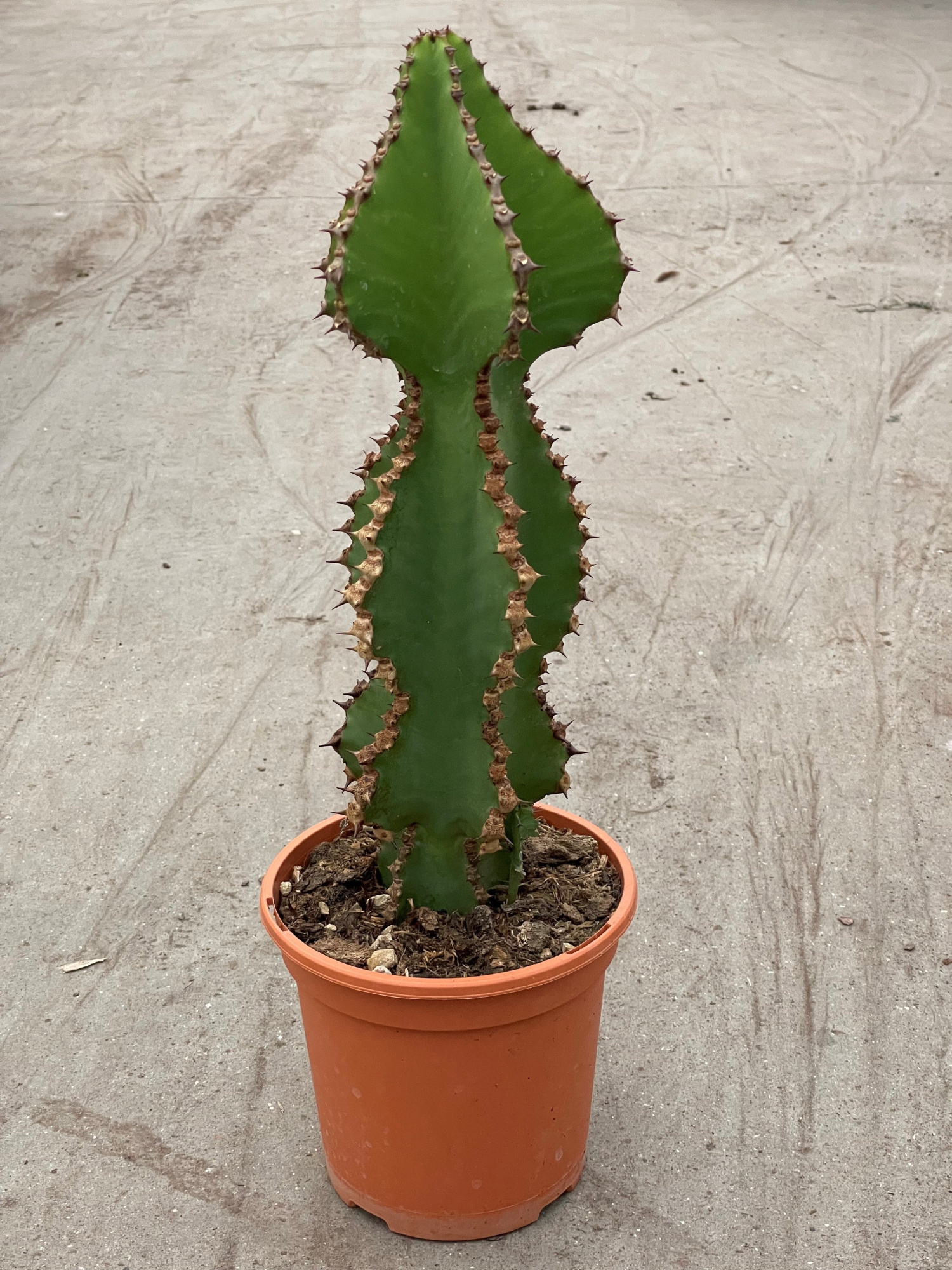 221 Euphorbia Cooperi 17 cm, D 17