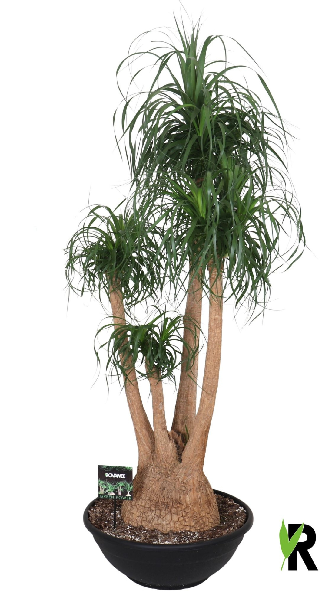 Beaucarnea rec. vertakt, D 60 cm