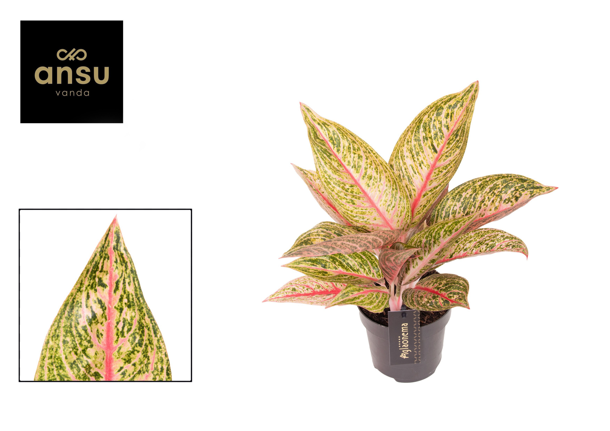 Aglaonema Romance Red, D 12