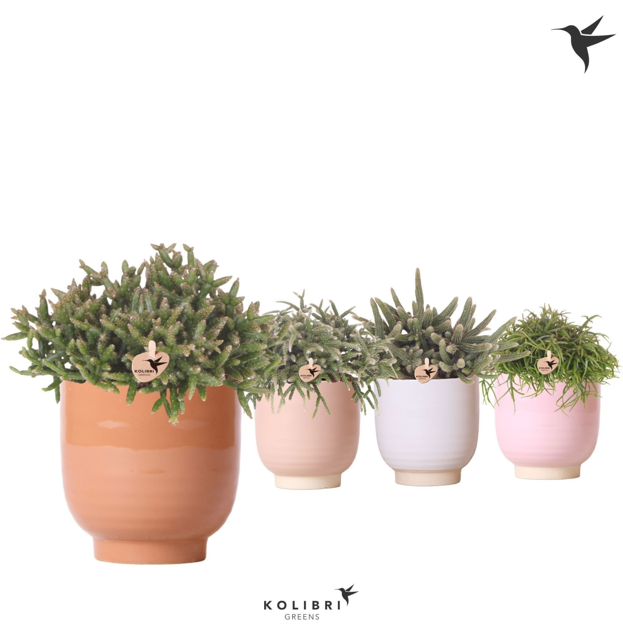 Kolibri Greens Rhipsalis mix in Glazed pot mix, D 12 cm