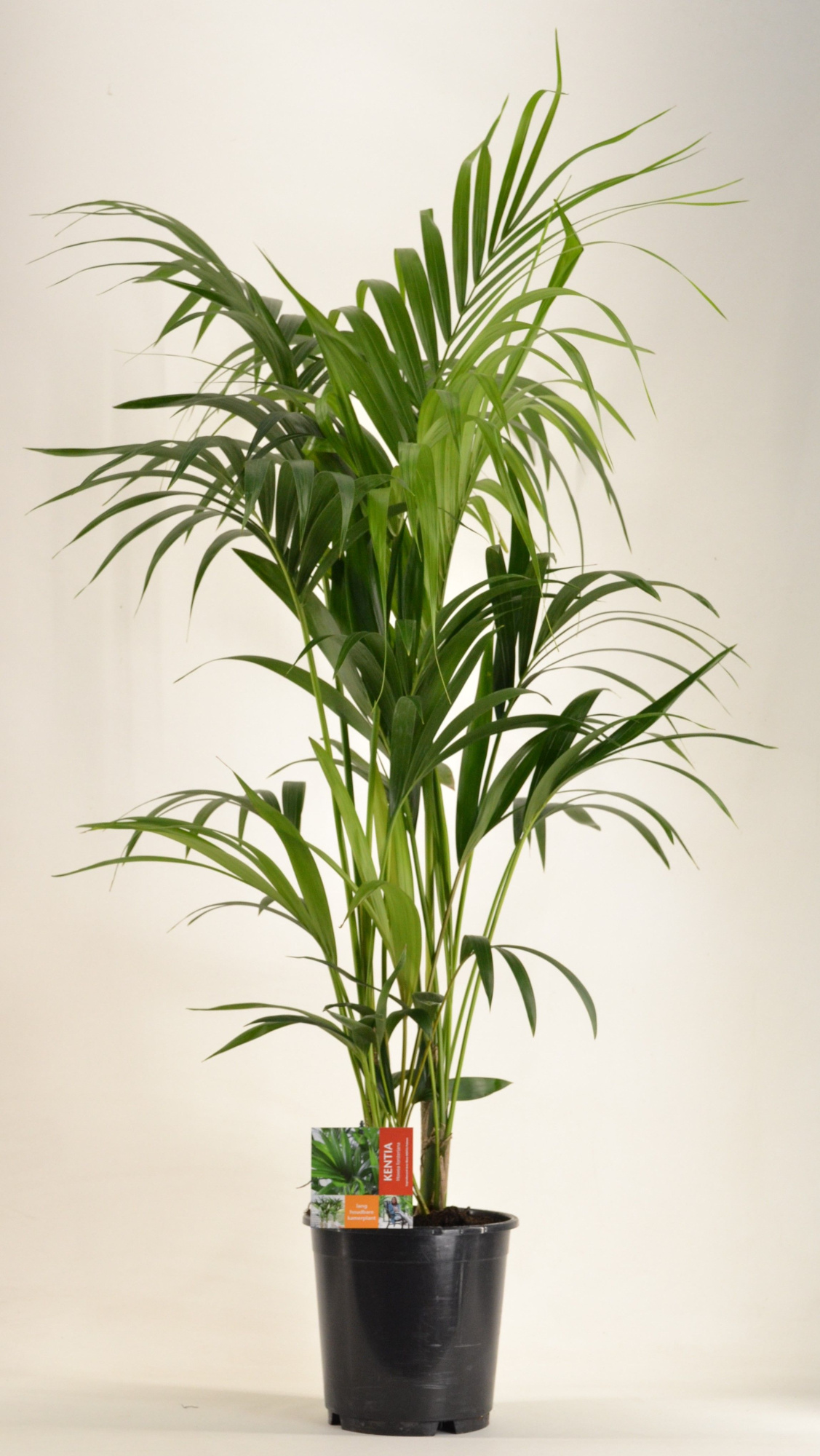 KENTIA - P24 H140 - 6PP (Howea forsteriana), D 24 cm