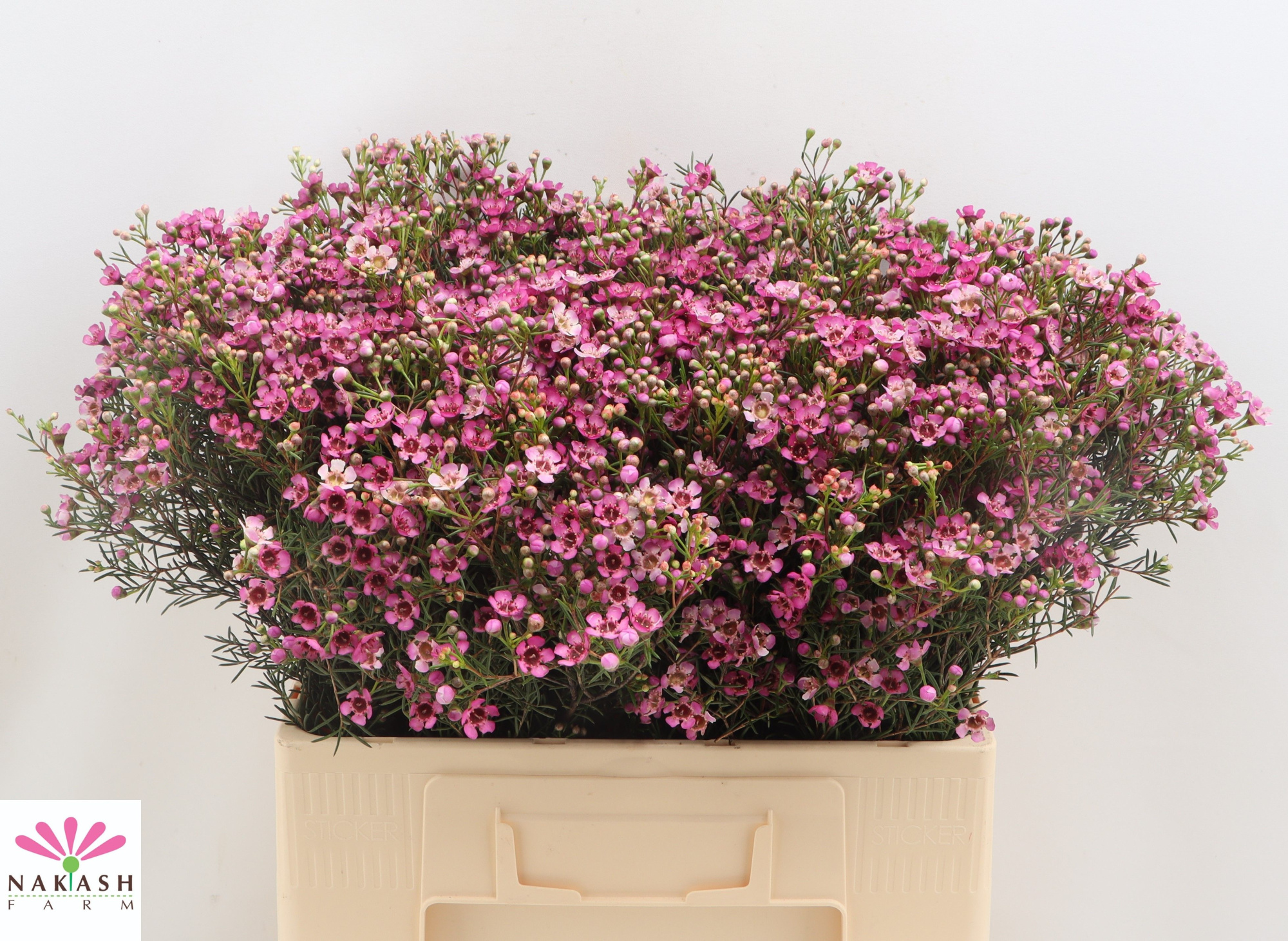 Шамелациум Юпитер 60 (ярко-роз.), шт.