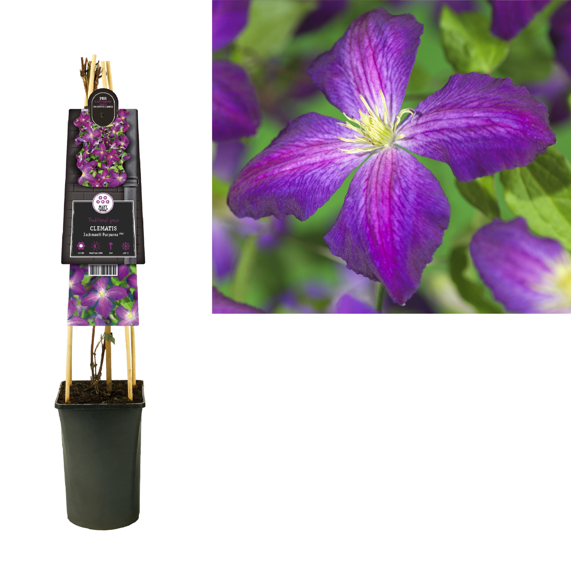 Clematis Jackmanii Purpurea PBR +3.0 label, D 17