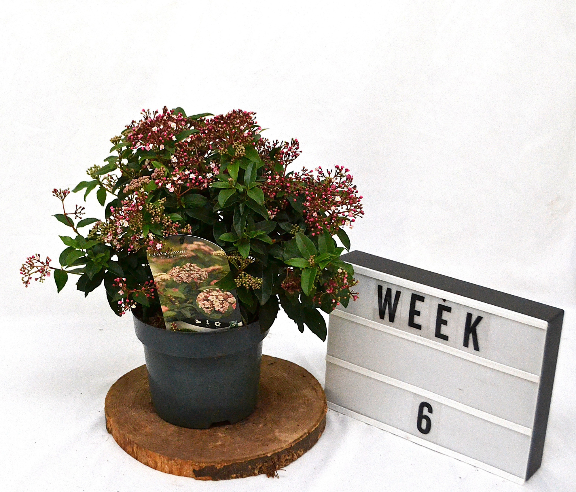 Viburnum tinus Eve Price C3, D 19