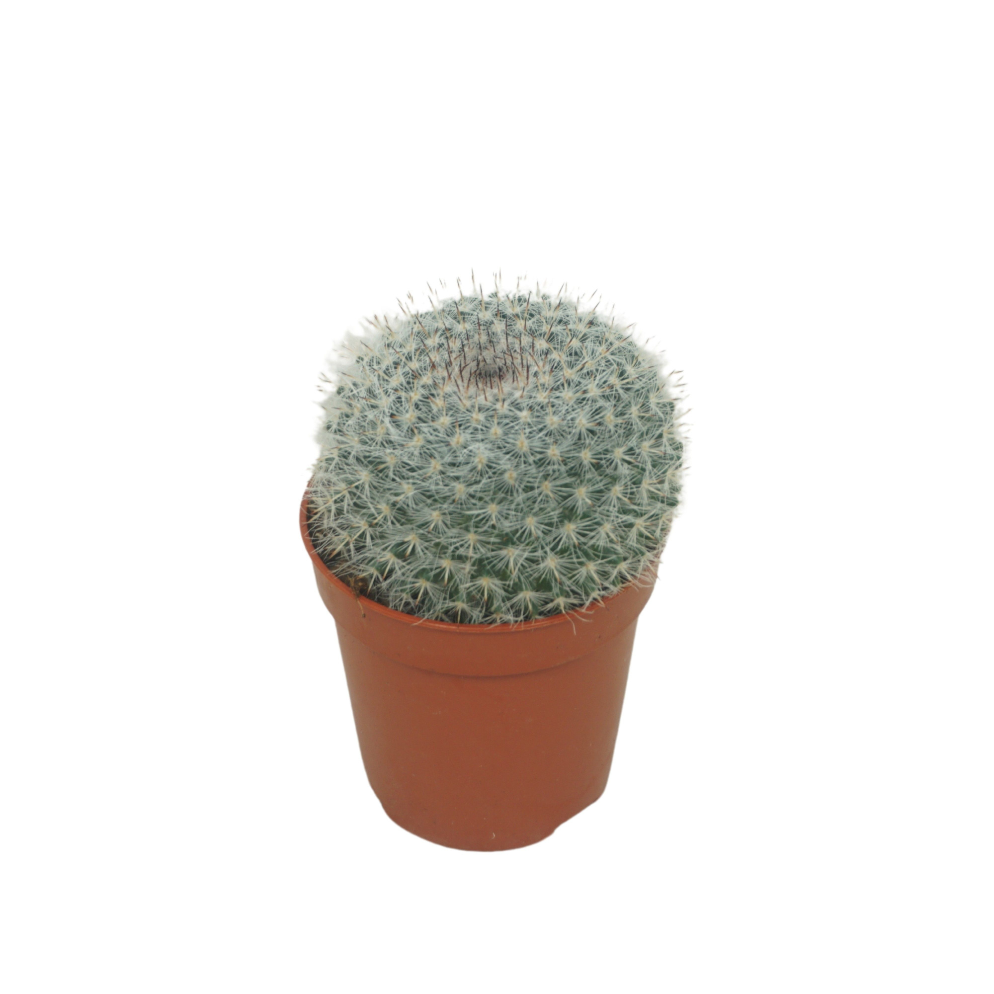 Mammillaria hahniana 5,5 cm, D 5,5 cm
