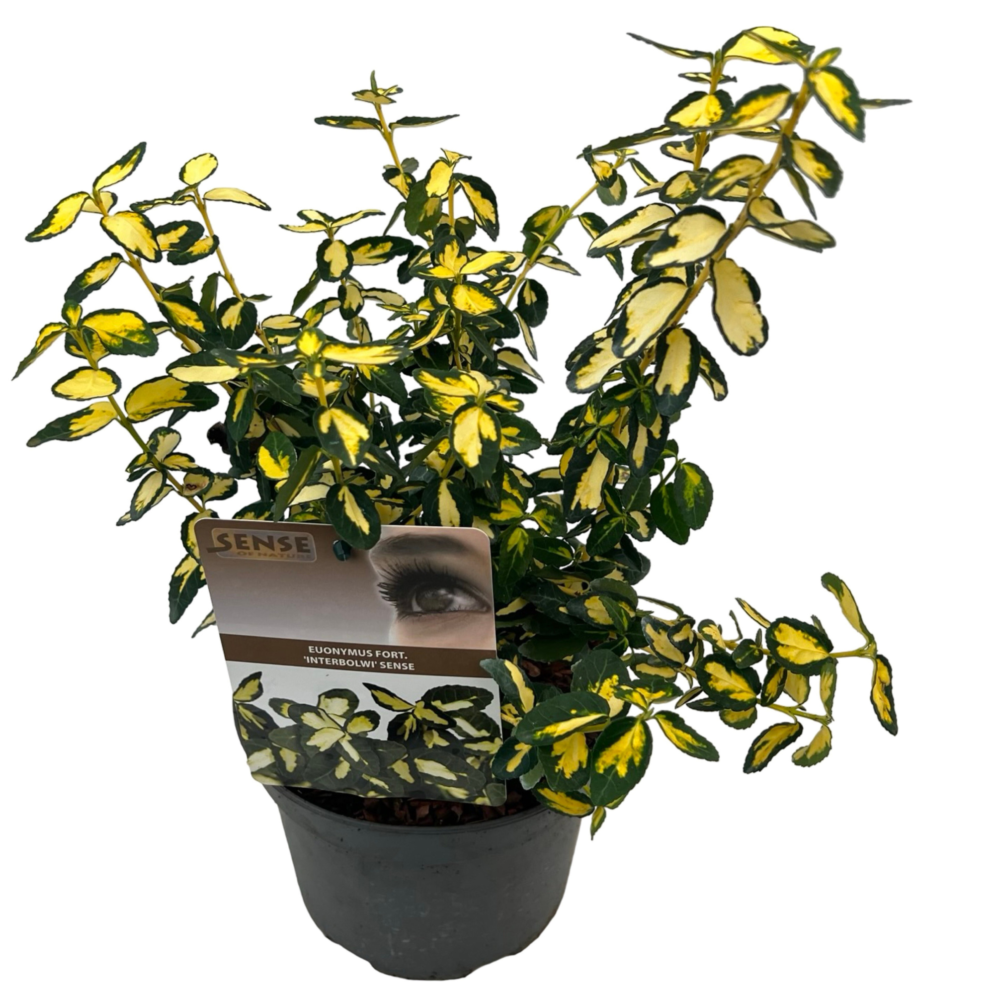 Euonymus fort. 'Interbolwi' sense, D 17