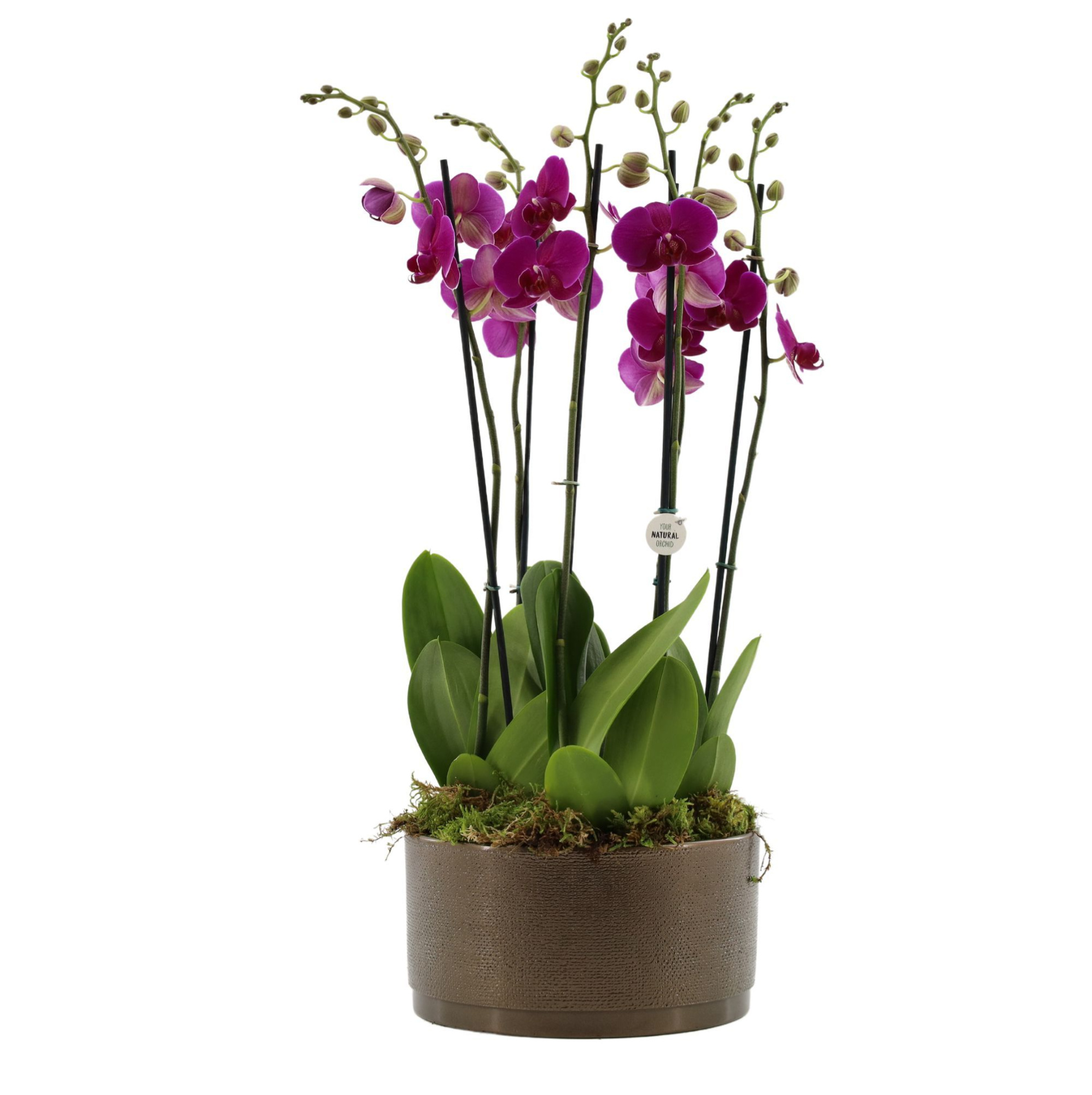 Your Natural Orchid | 3 x 2 tak ST paars in Sarah Bowl, D 27 cm