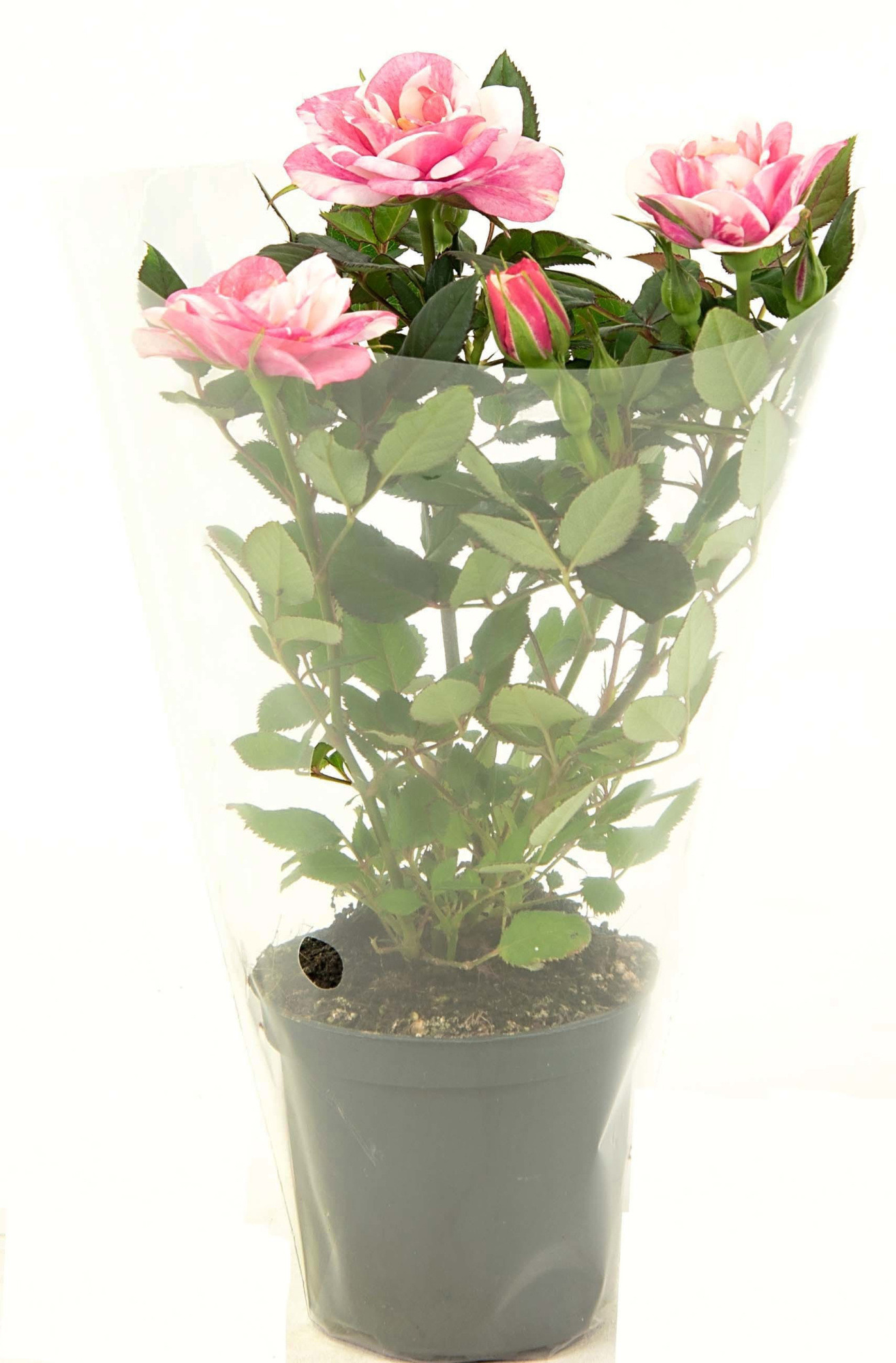 Nolina Roses Ø 7 cm. Vieve Blanco sleeve, D 7