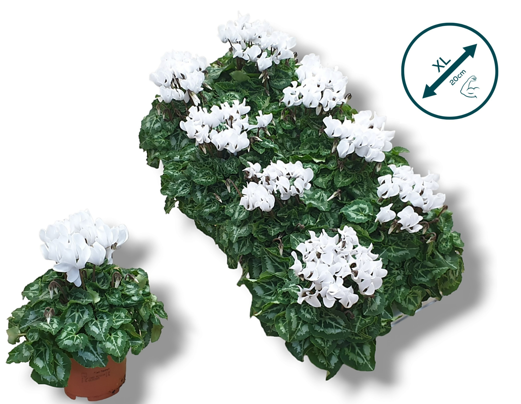 Cyclaam-WIT, D 10,5 cm