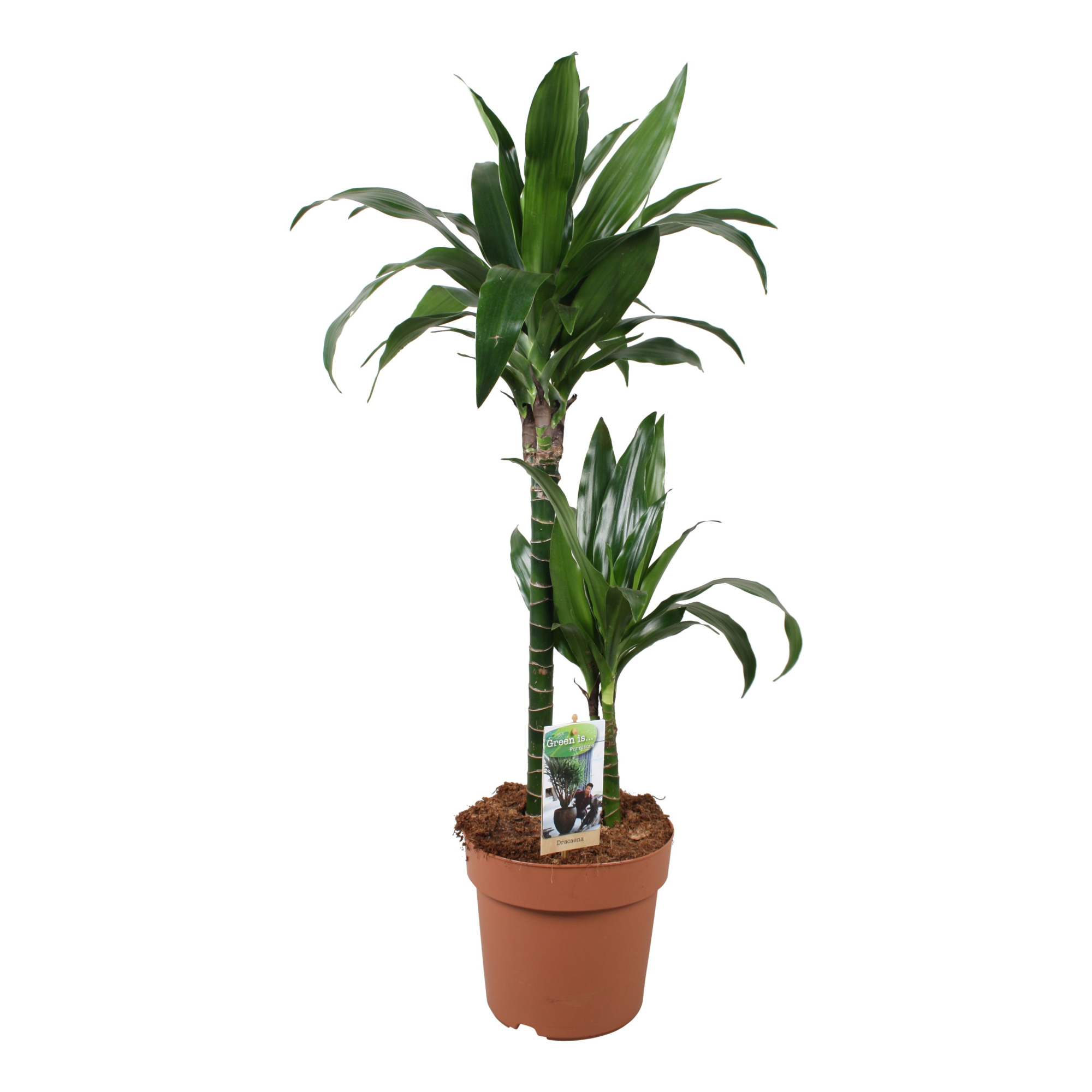 Dracaena Janet Craig 45-15, D 21