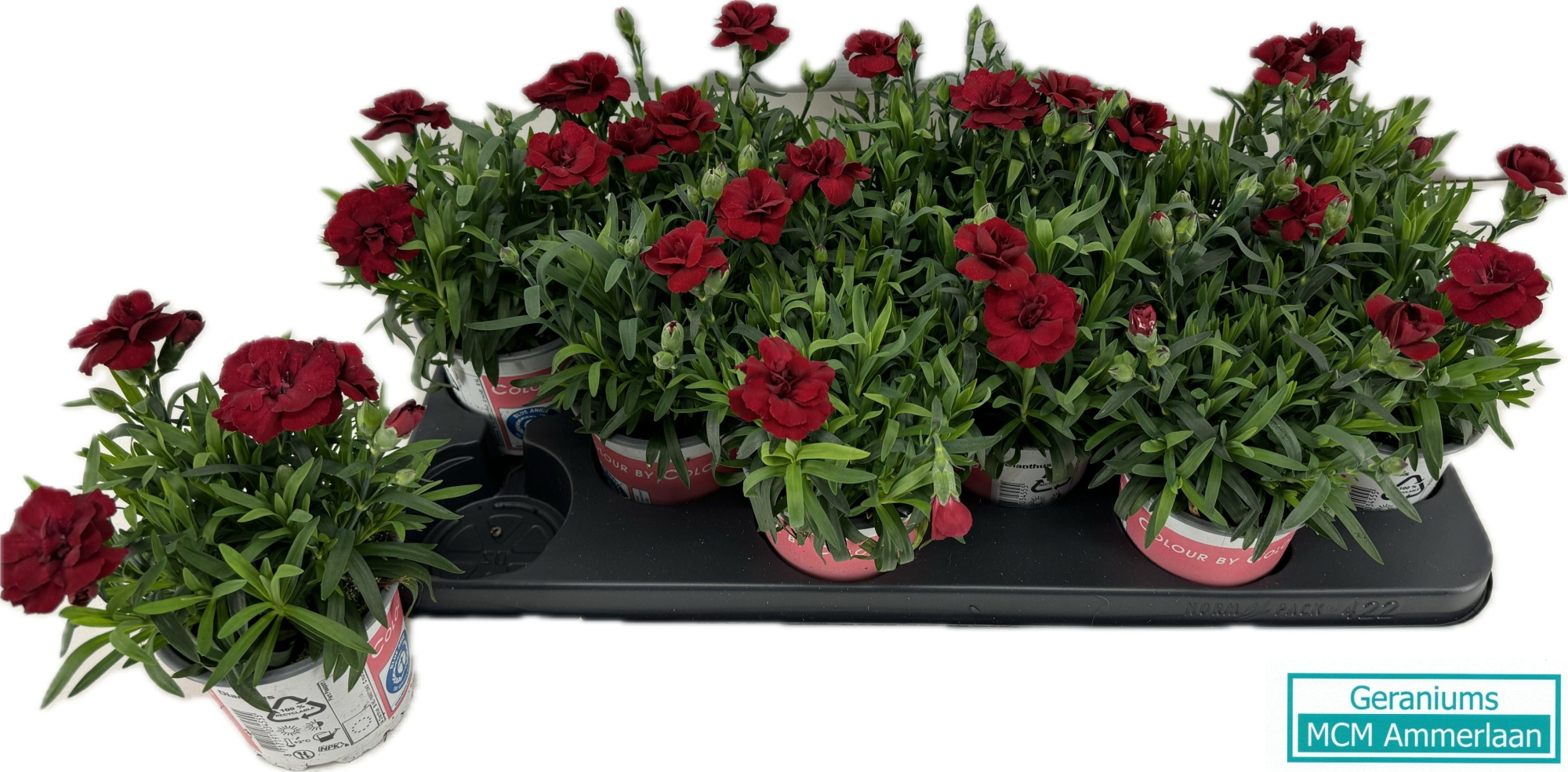 Dianthus Osc Cherry Red, D 10,5