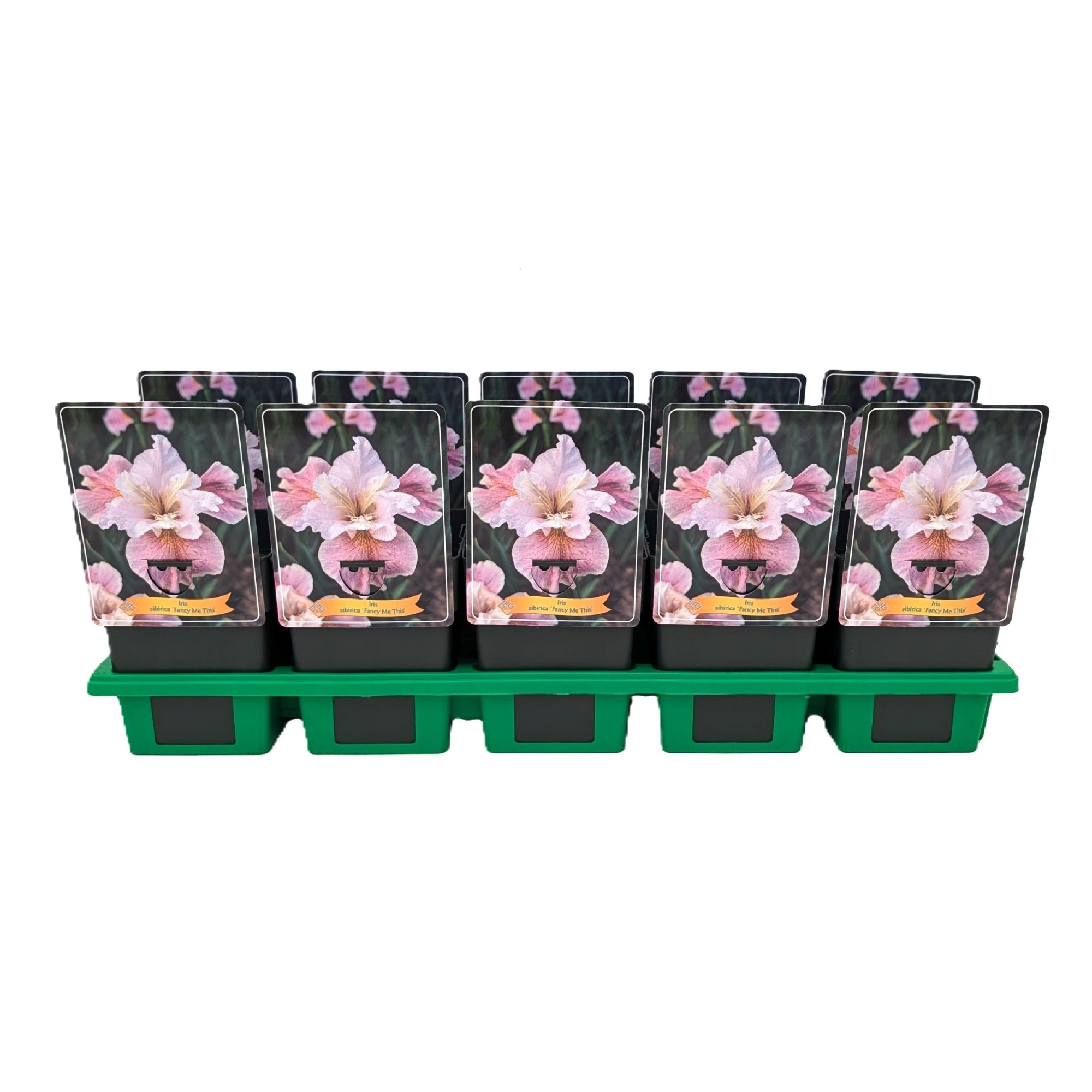 Iris Sibirica 'Fancy me this' P11, D 11 cm