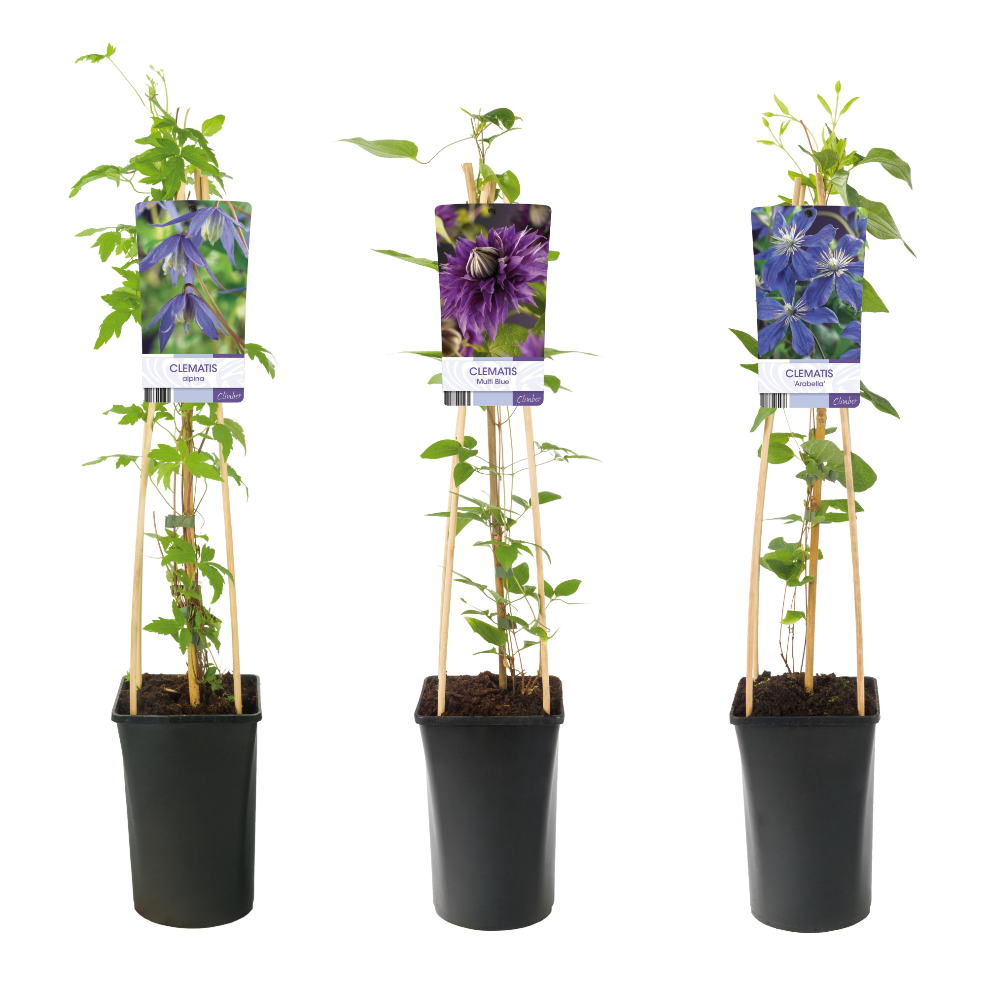 Mixshelf Clematis blue +light label, D 17