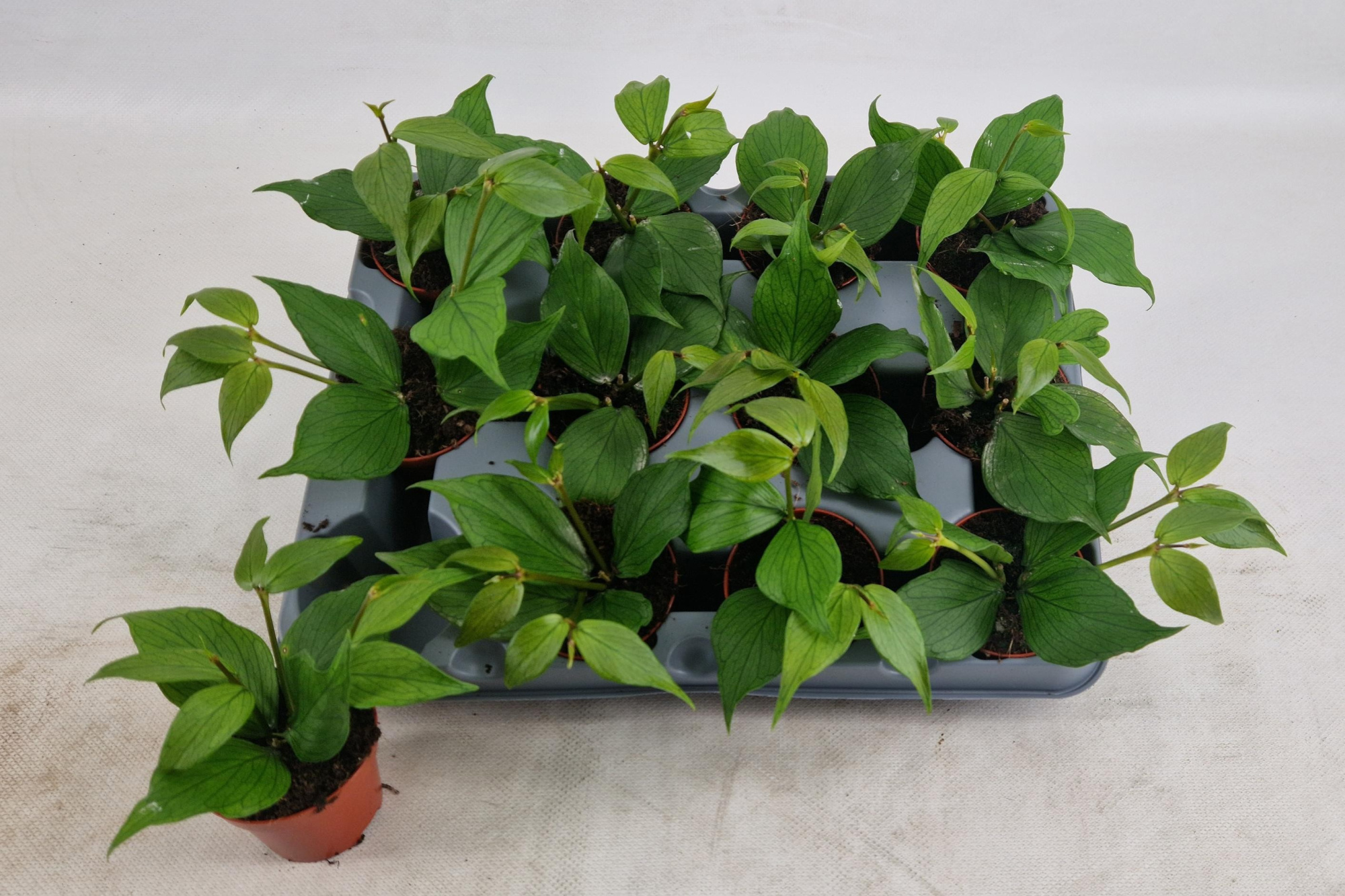 Hoya Polyneura, D 6 cm