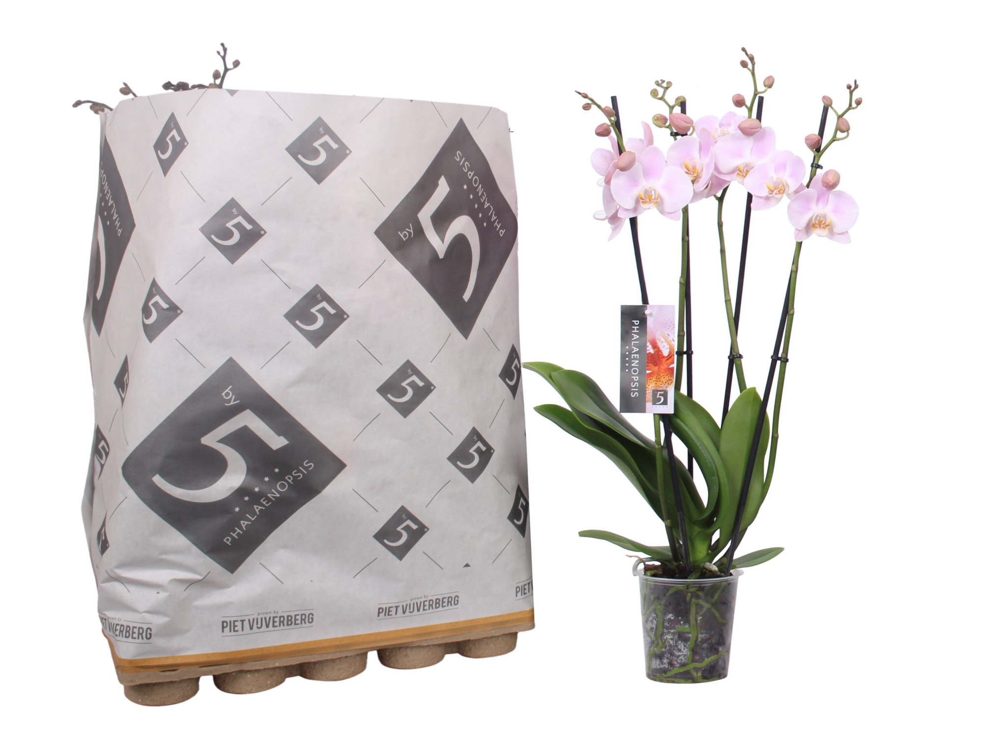 Phalaenopsis 4-spike 25+ mix in Pulp tray, D 12 cm