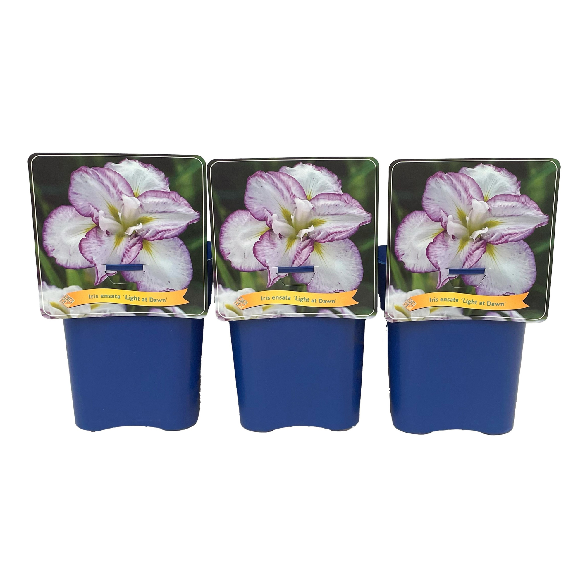 Iris ensata 'Light at Dawn' C5, D 21 cm
