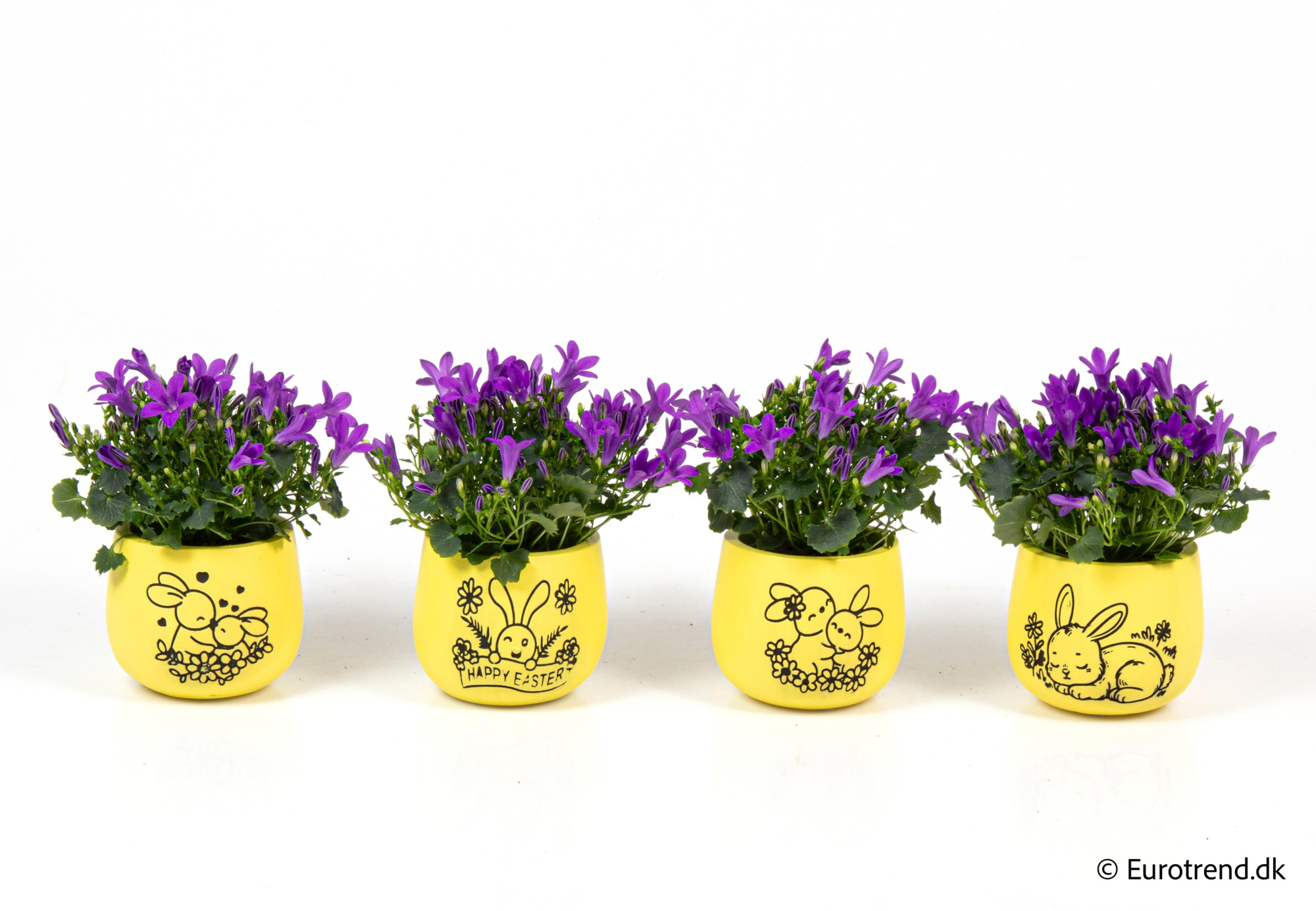 Campanula in Easter ceramic 2026, D 6