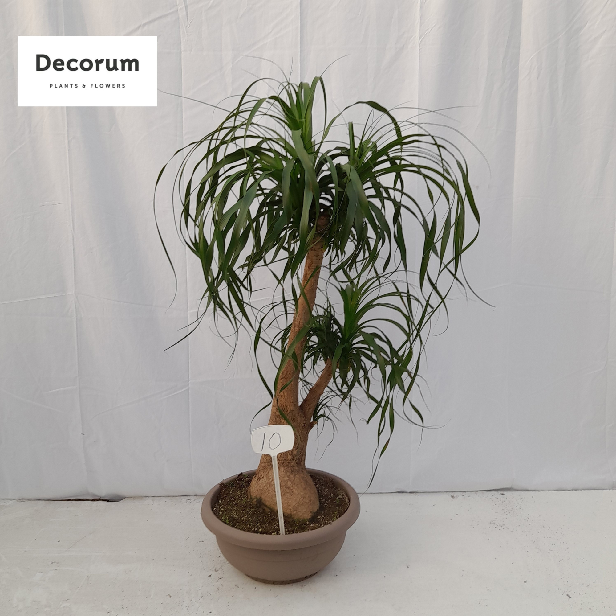 Beaucarnea vertakt op nummer 10, D 45
