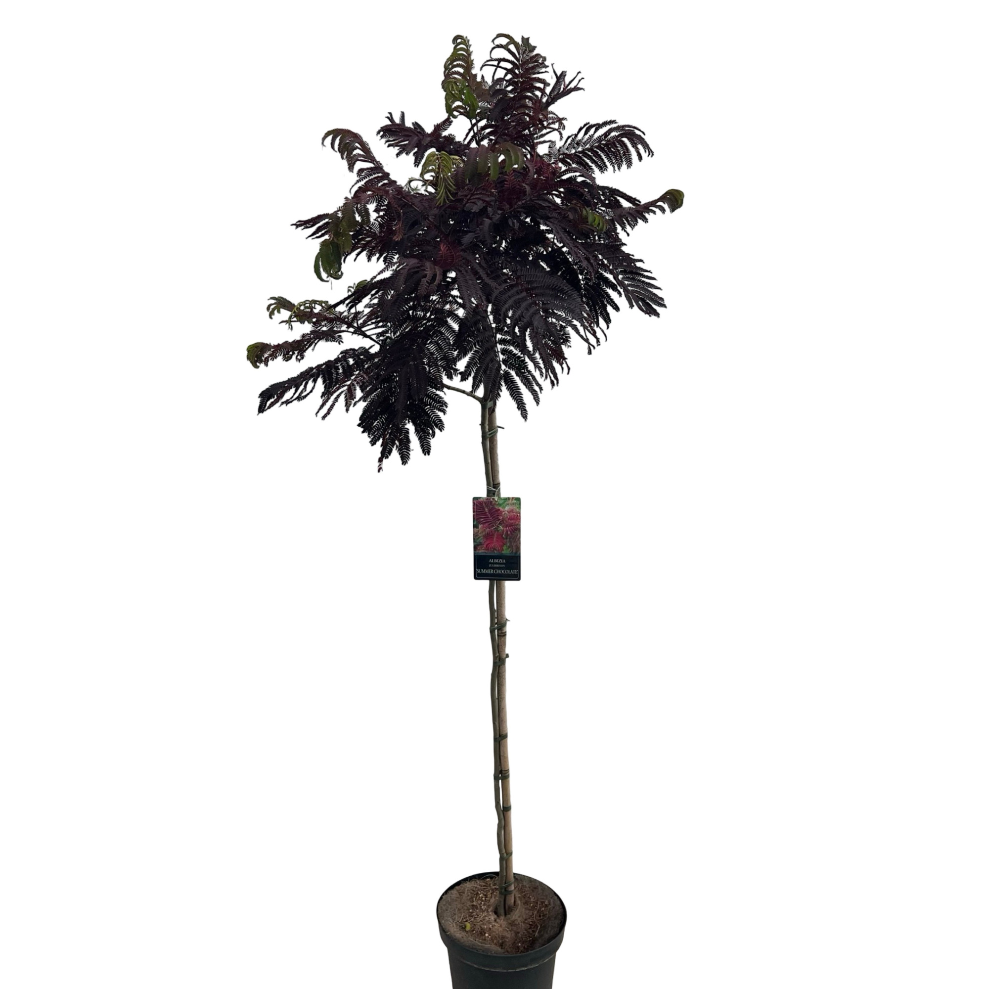 Albizia 'Summer Chocolate' Stam 120 cm, D 27 cm