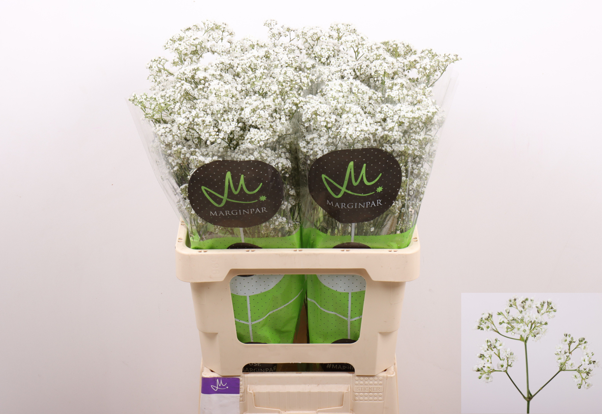 Гипсофила Миллион Дэйзи 60, шт.