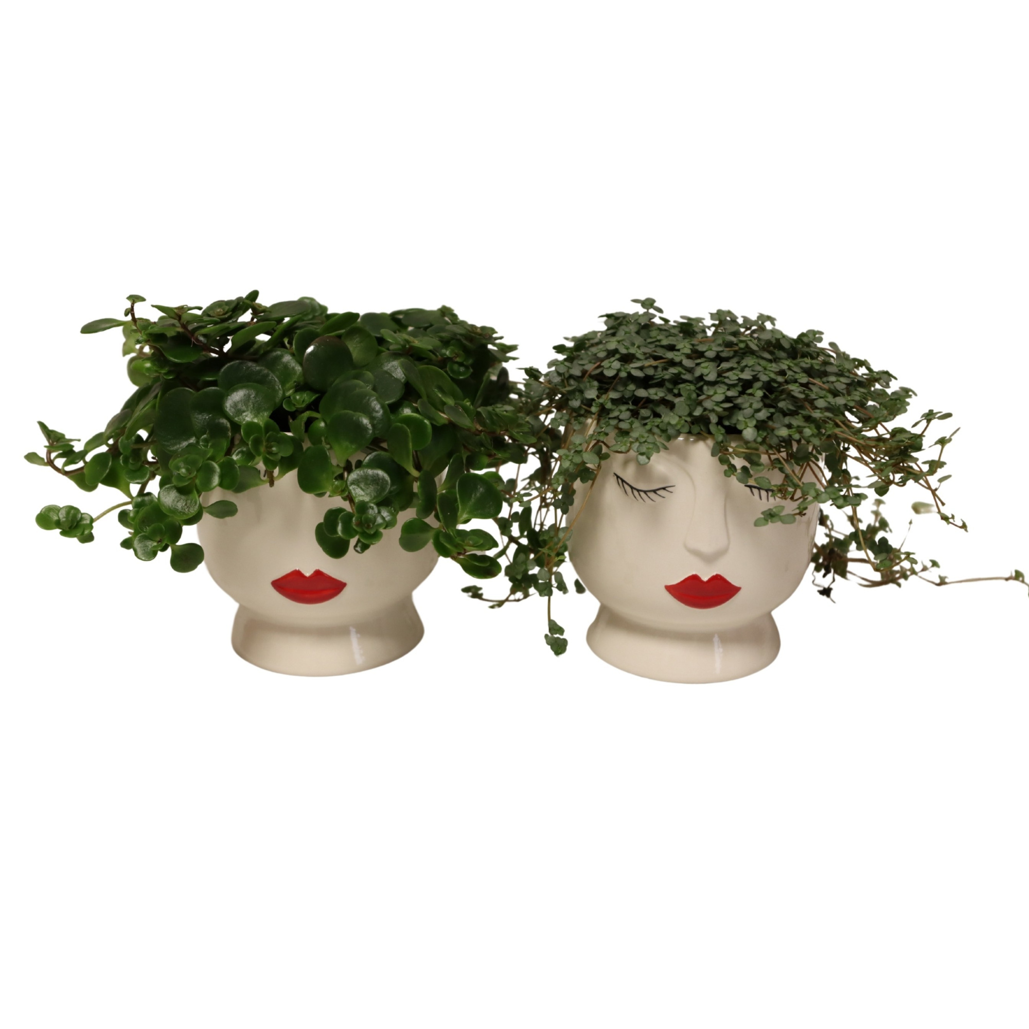 Face It with Compact Foliage, D 11