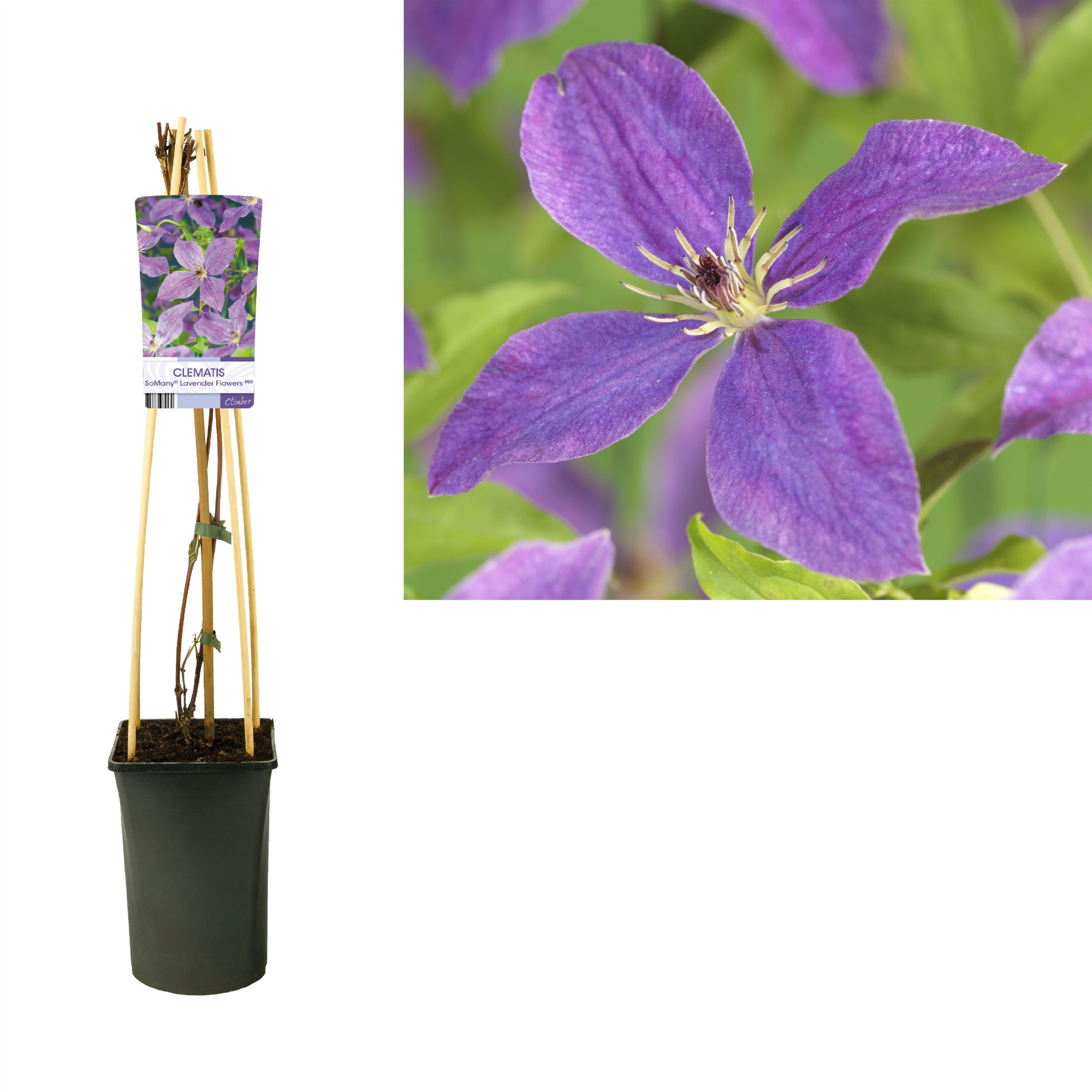 Clematis So Many® Lavender Flowers PBR +light label, D 17 cm
