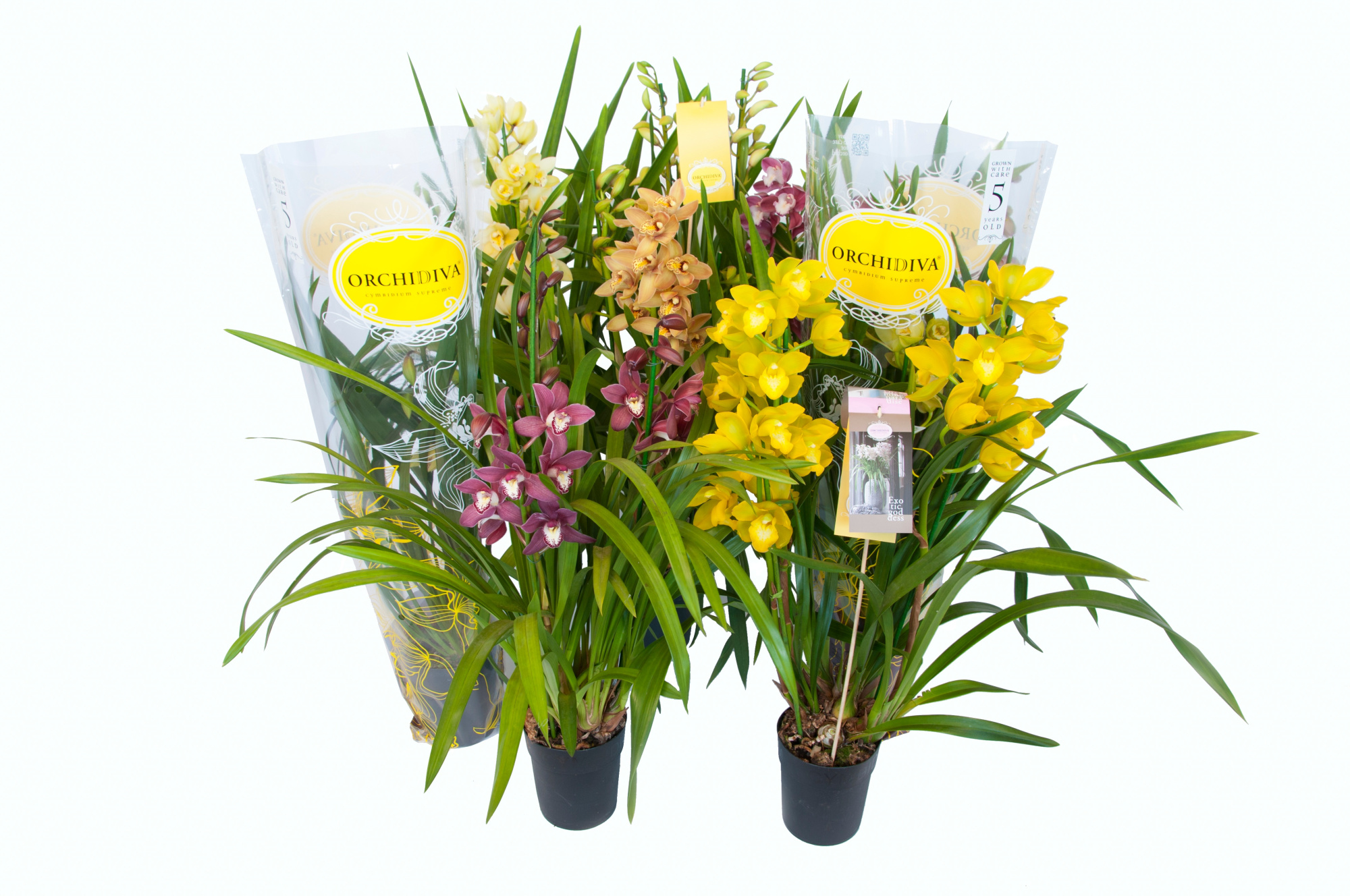 Cymbidium kleuren mix 3 tak, D 14 cm