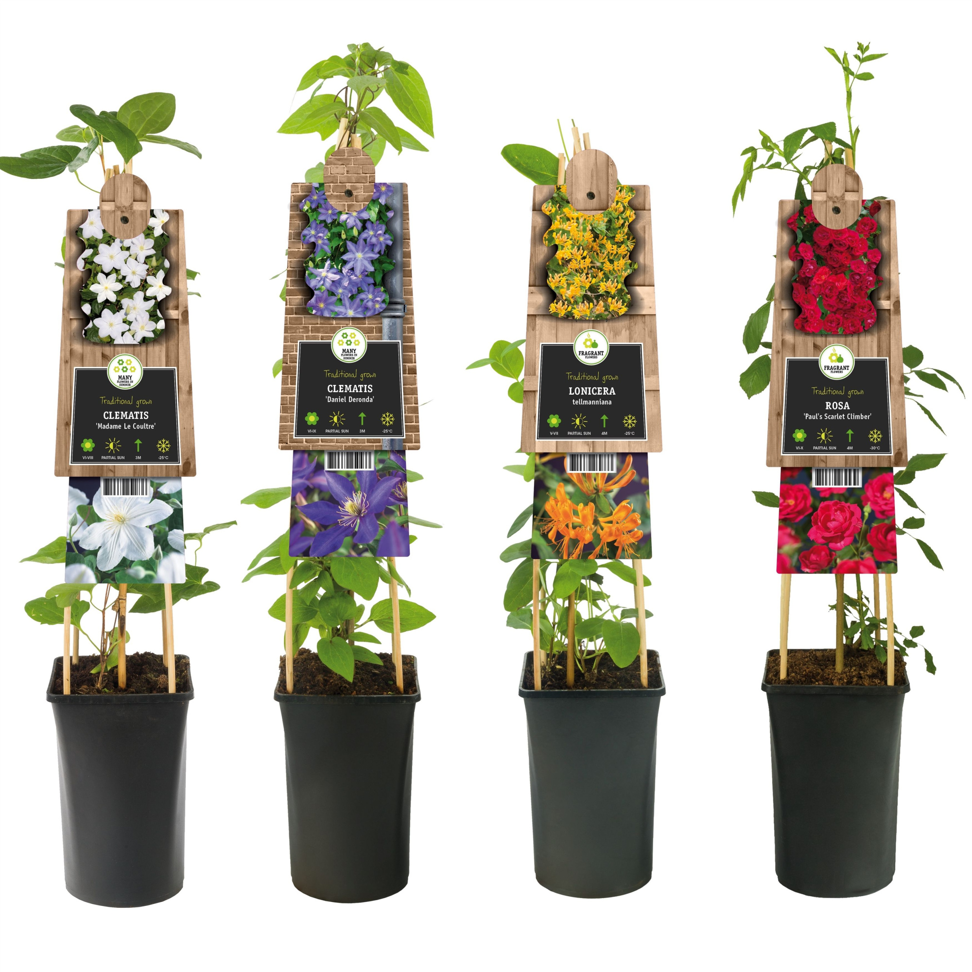 Mix CC 50% Clematis, 50% Climbers +3.0 label, D 17