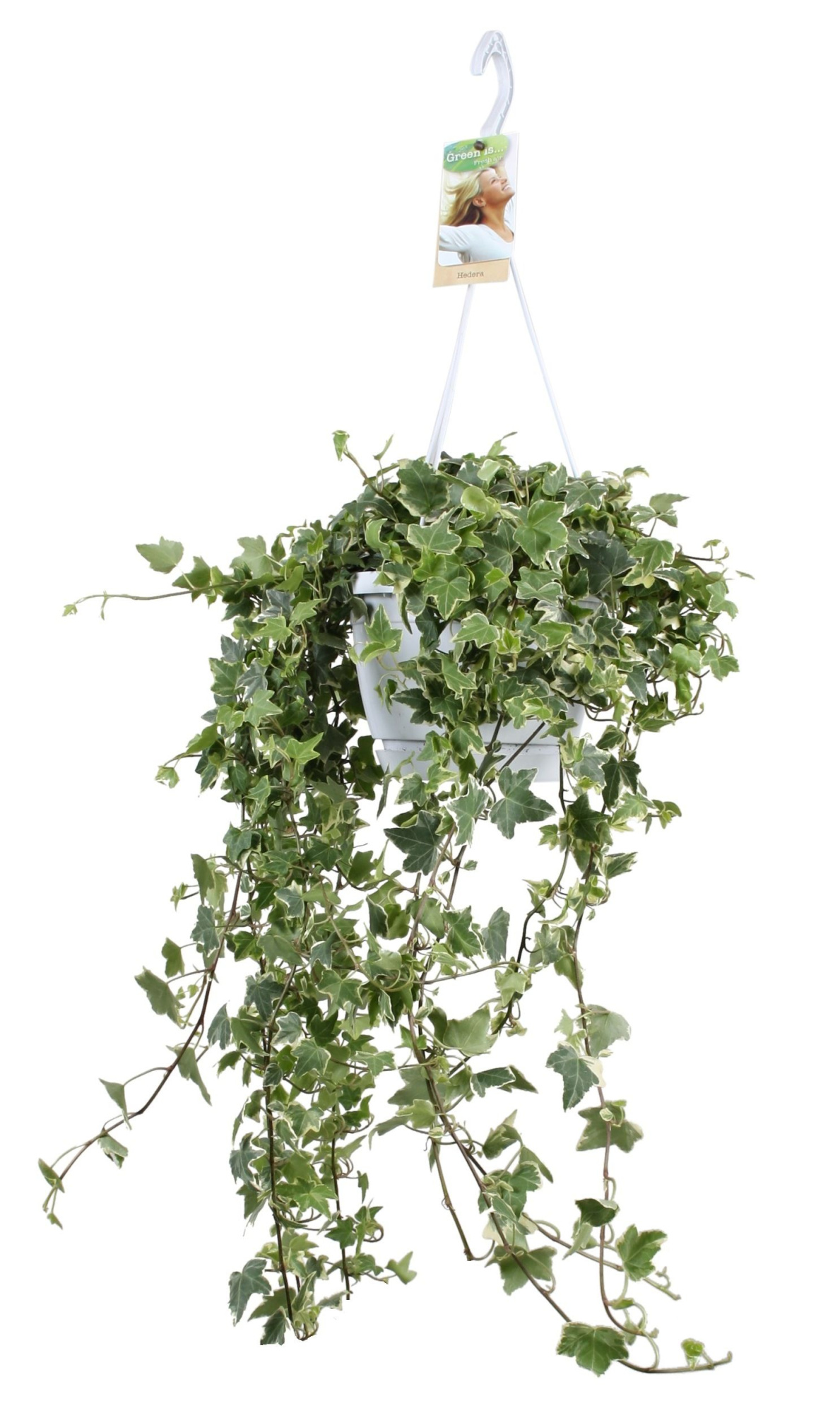 Hedera helix Eva - hang/XXL, D 17 cm