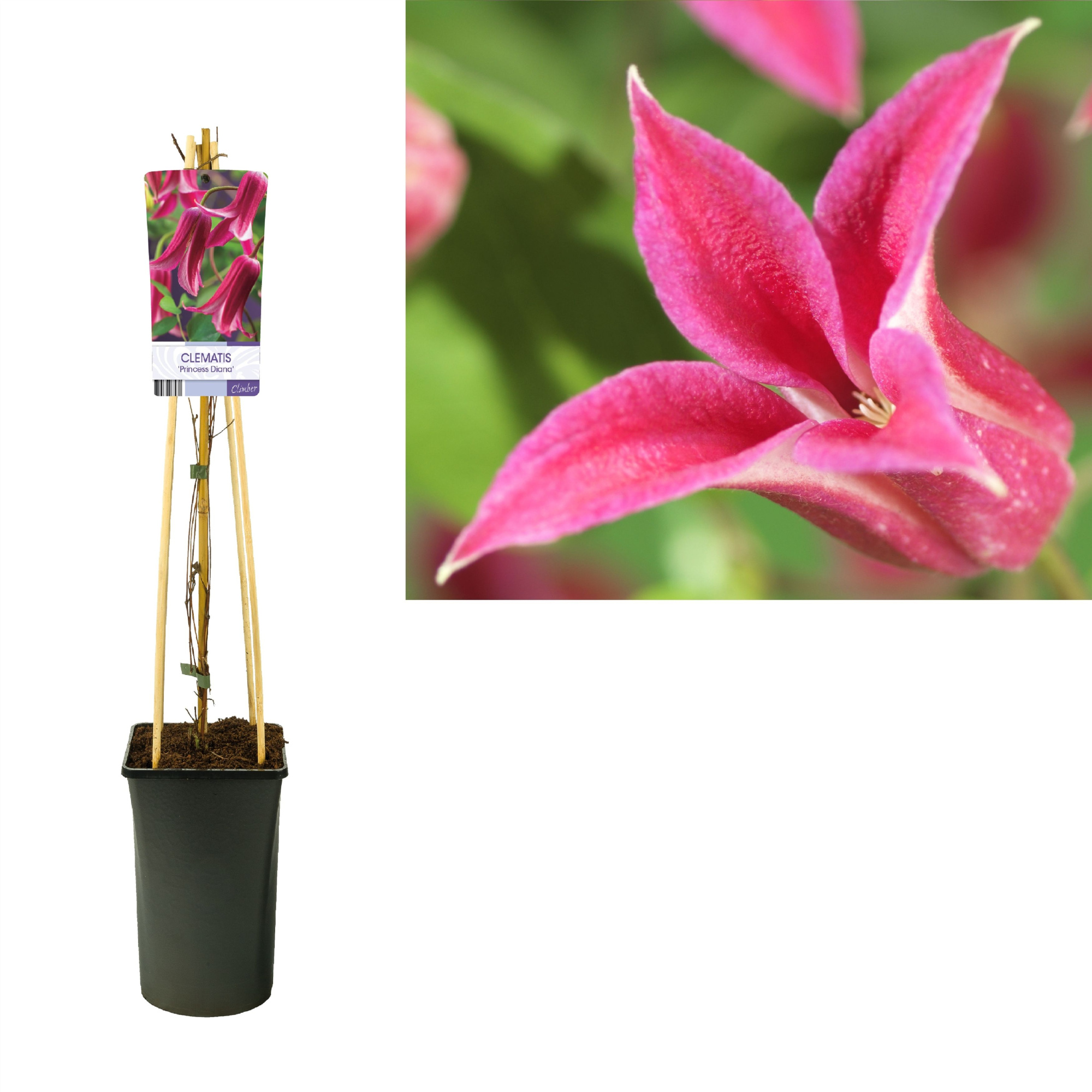 Clematis 'Princess Diana' +light label, D 17 cm