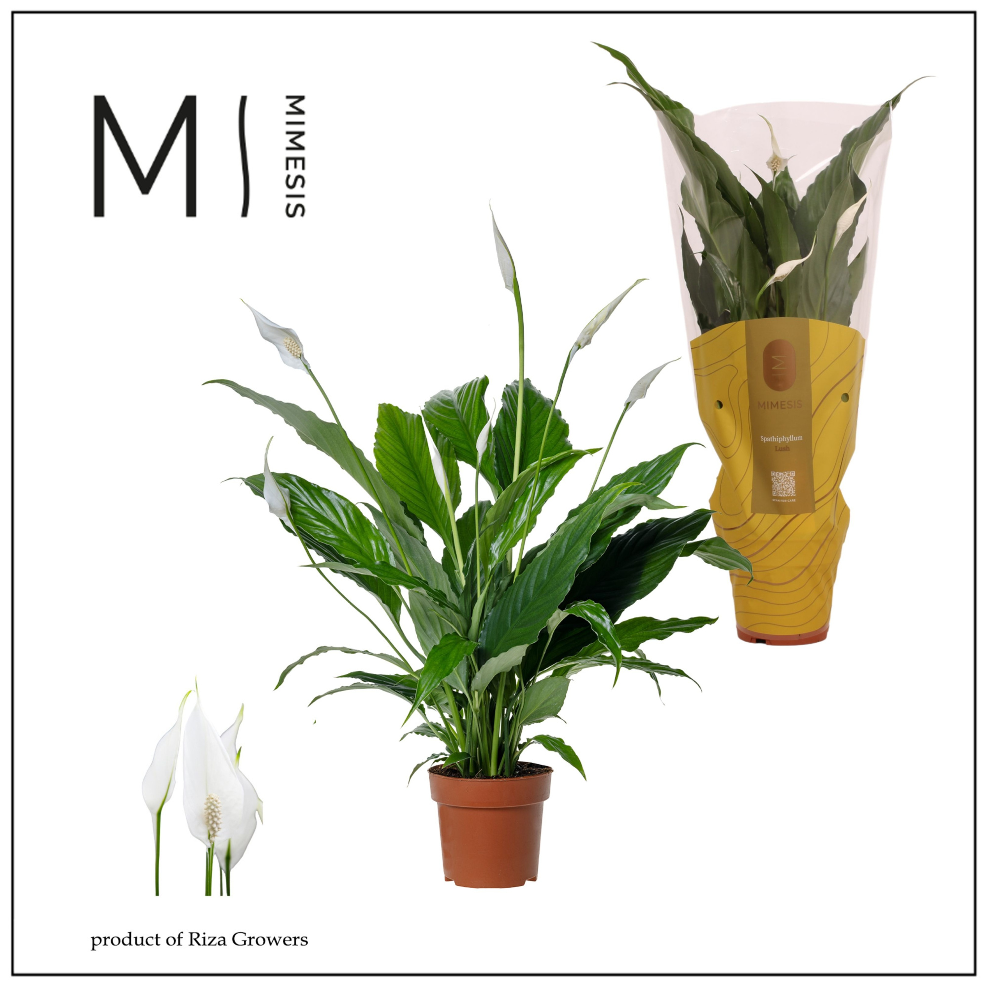 Spathiphyllum Sweet Chico - 13cm | Mimesis, D 13 cm