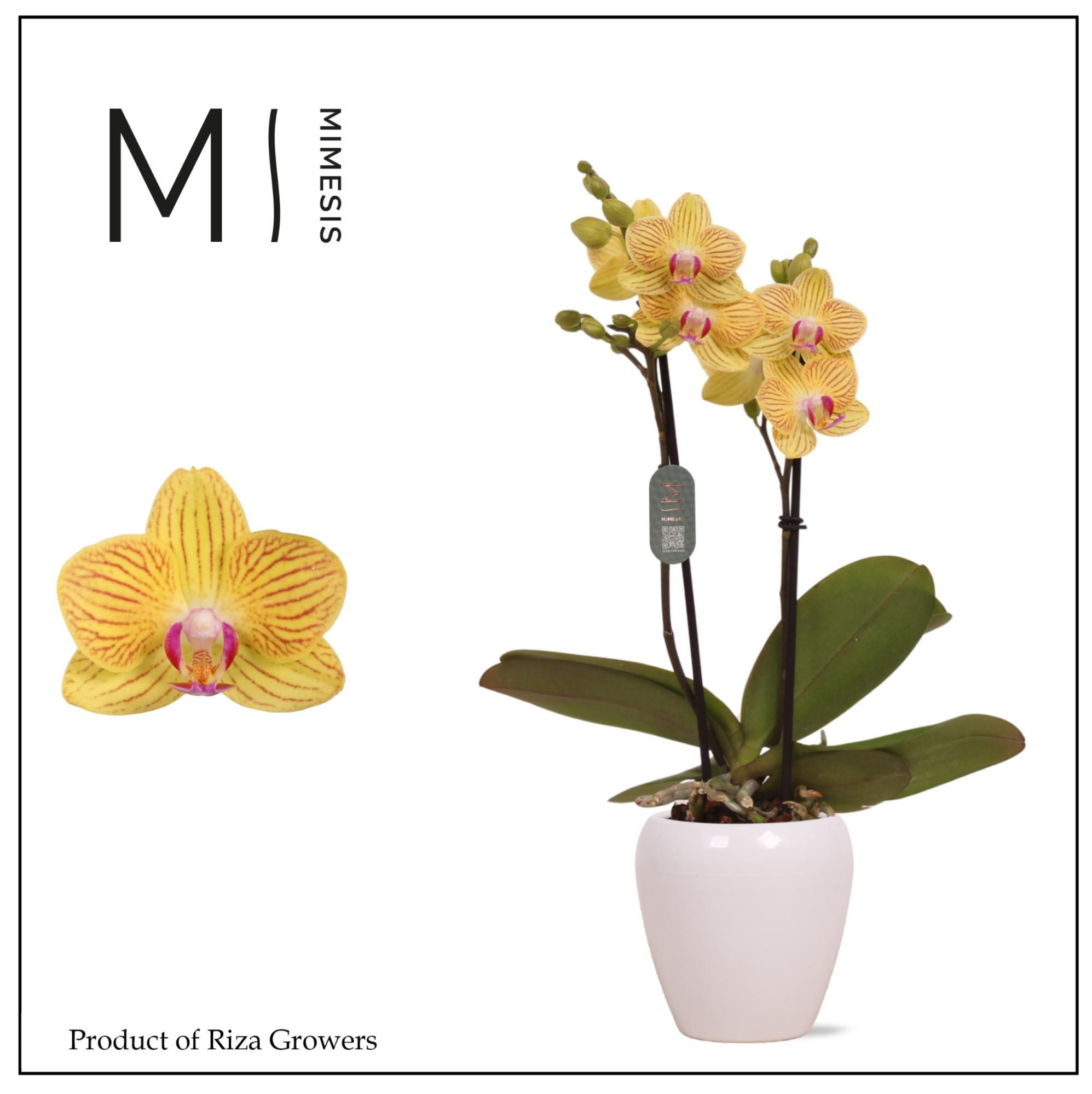 Mimesis Phal. Gold Baby - 2 spike 7cm in Martine White Ceramic, D 7 cm