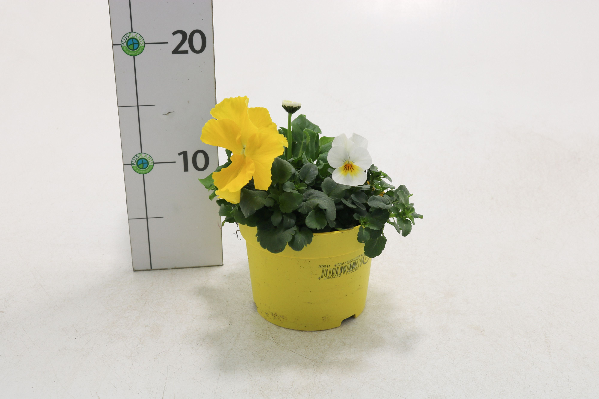 Querbeet Frühling gelb, D 13