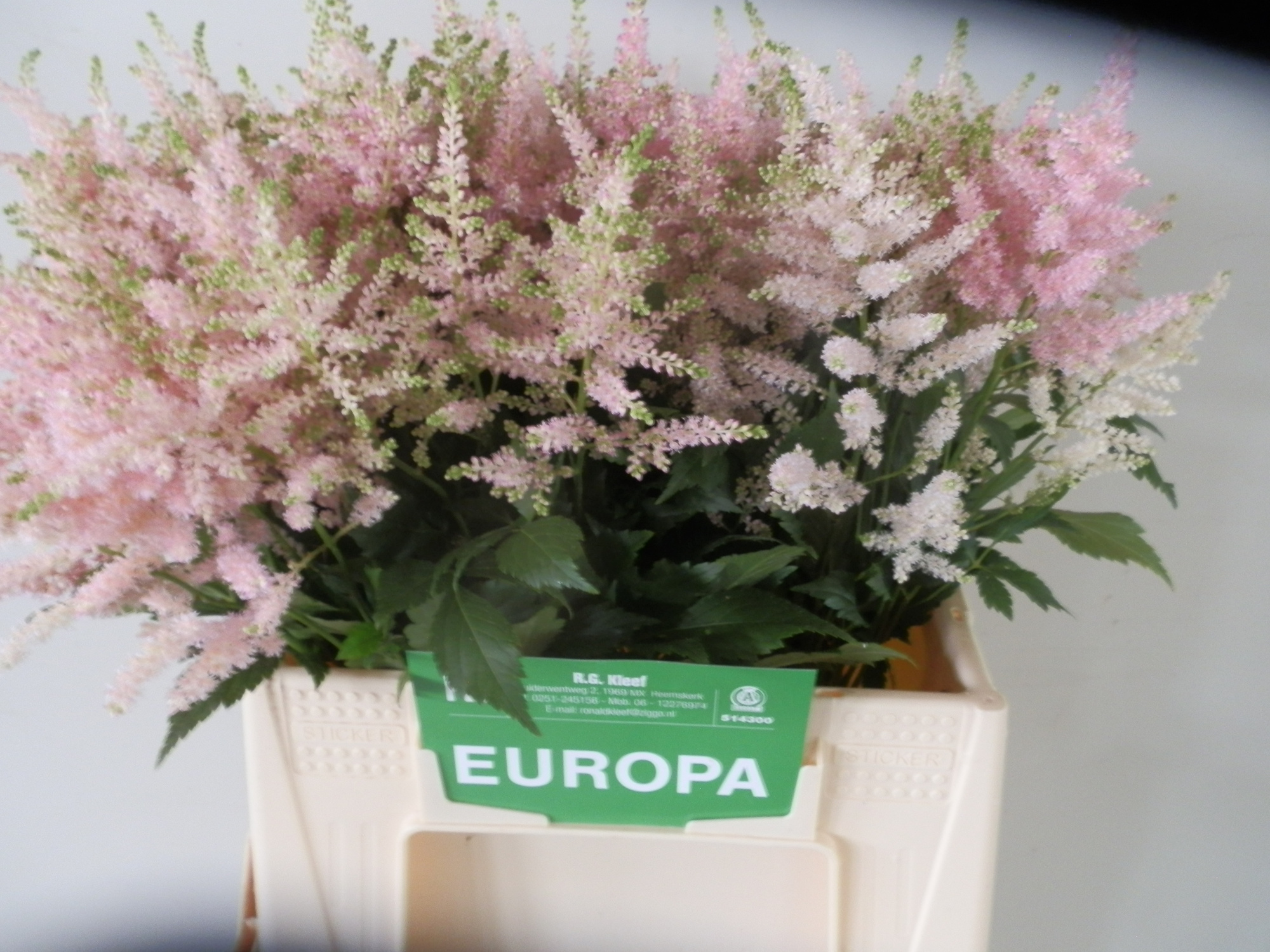 Астильба Европа 45, шт.