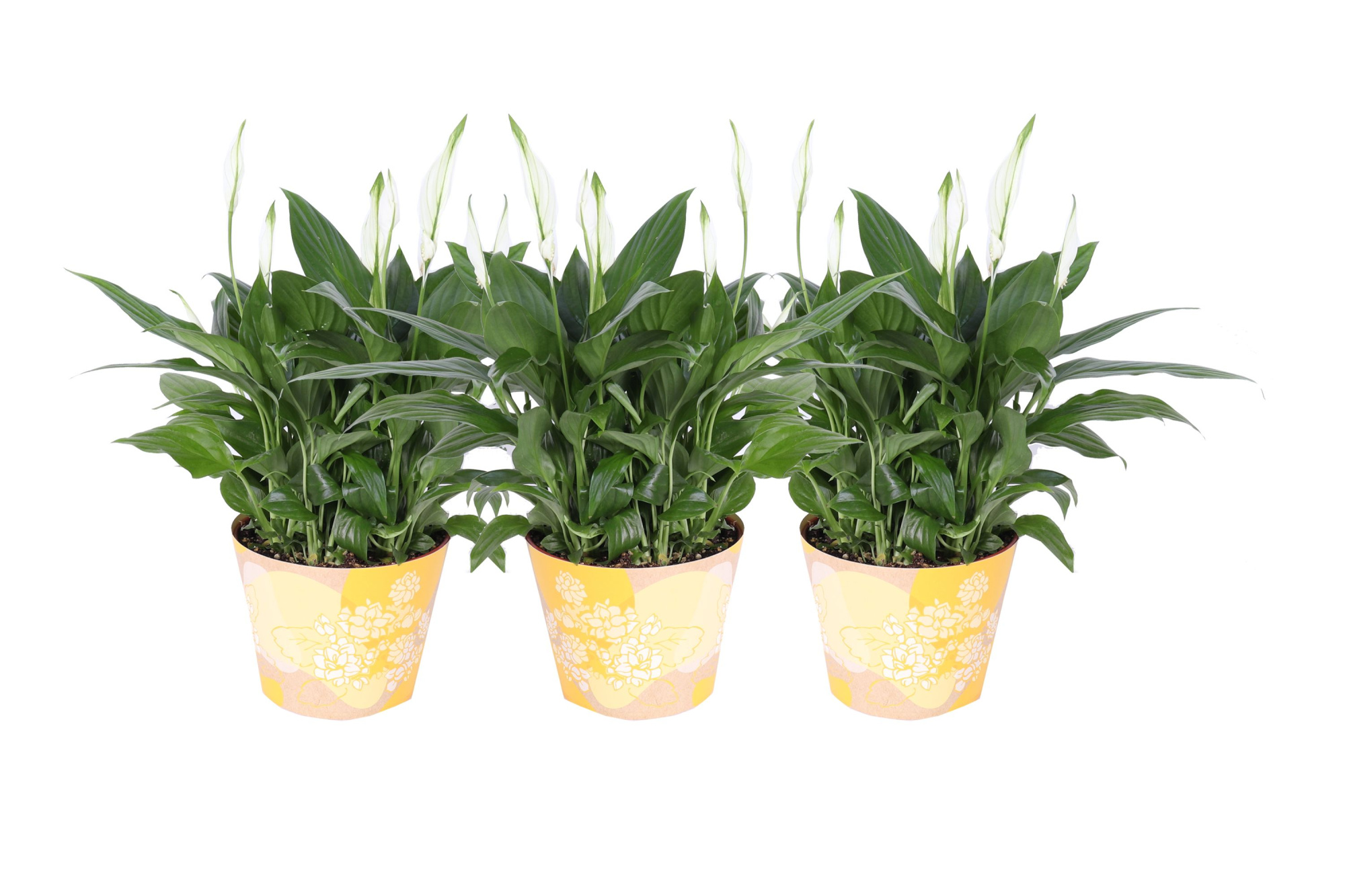 KP-849.6 GL - Spathiphyllum in waterdichte gele smartcup, D 15 cm