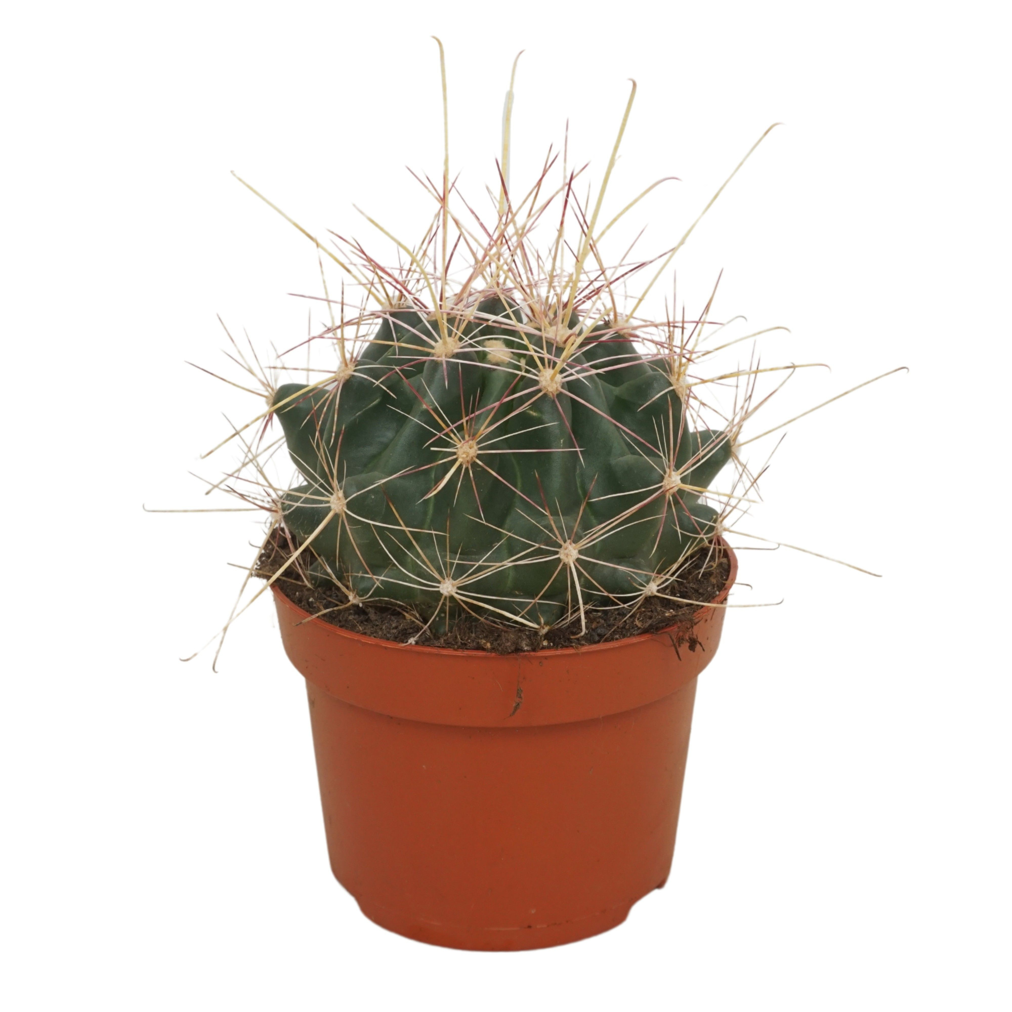Hamatocactus hamathocanthus 13 cm, D 13 cm