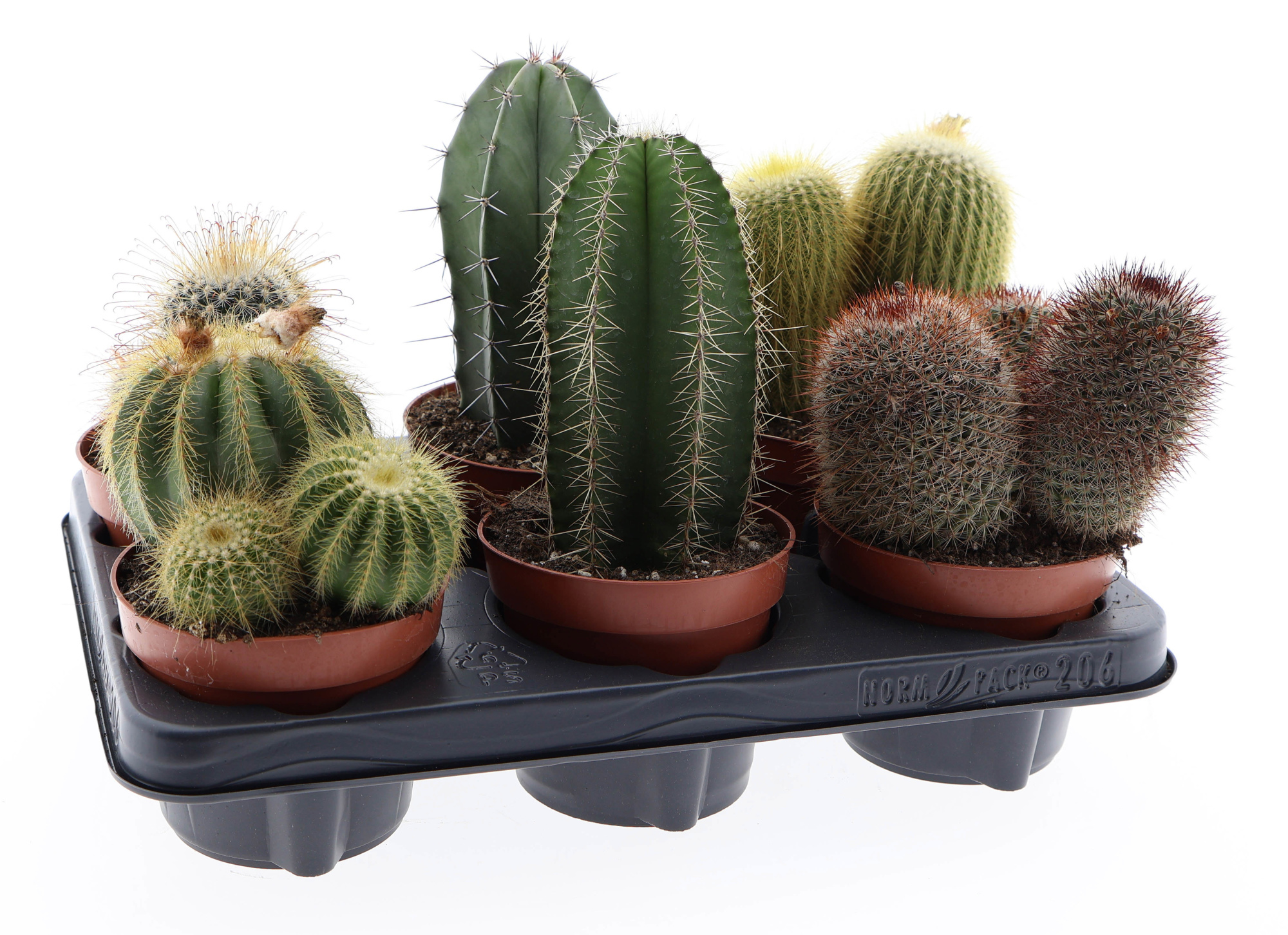 Cactus canaray mix, D 12 cm