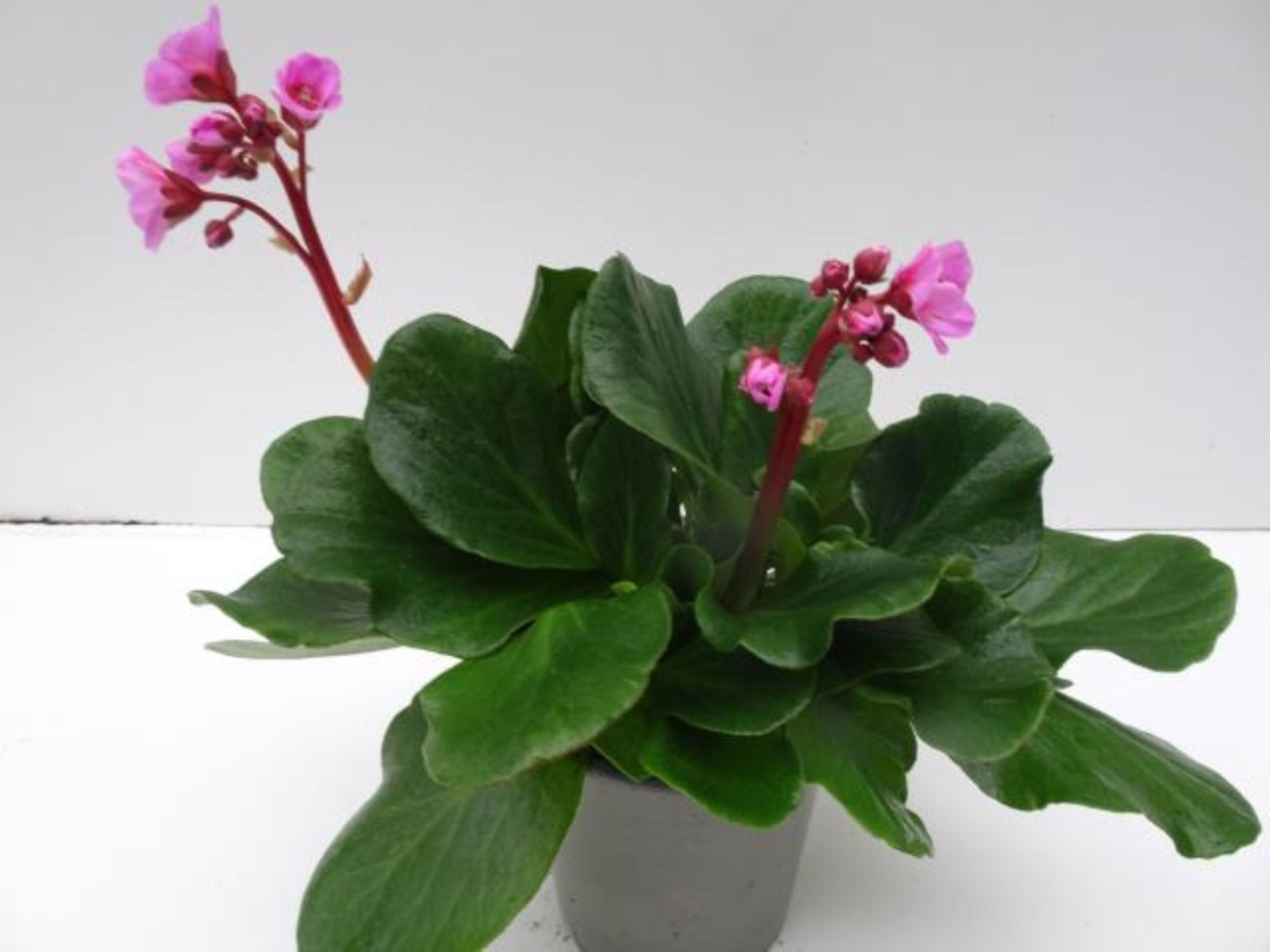 Bergenia Hybrid 'Rosenkristall' Roze, D 13